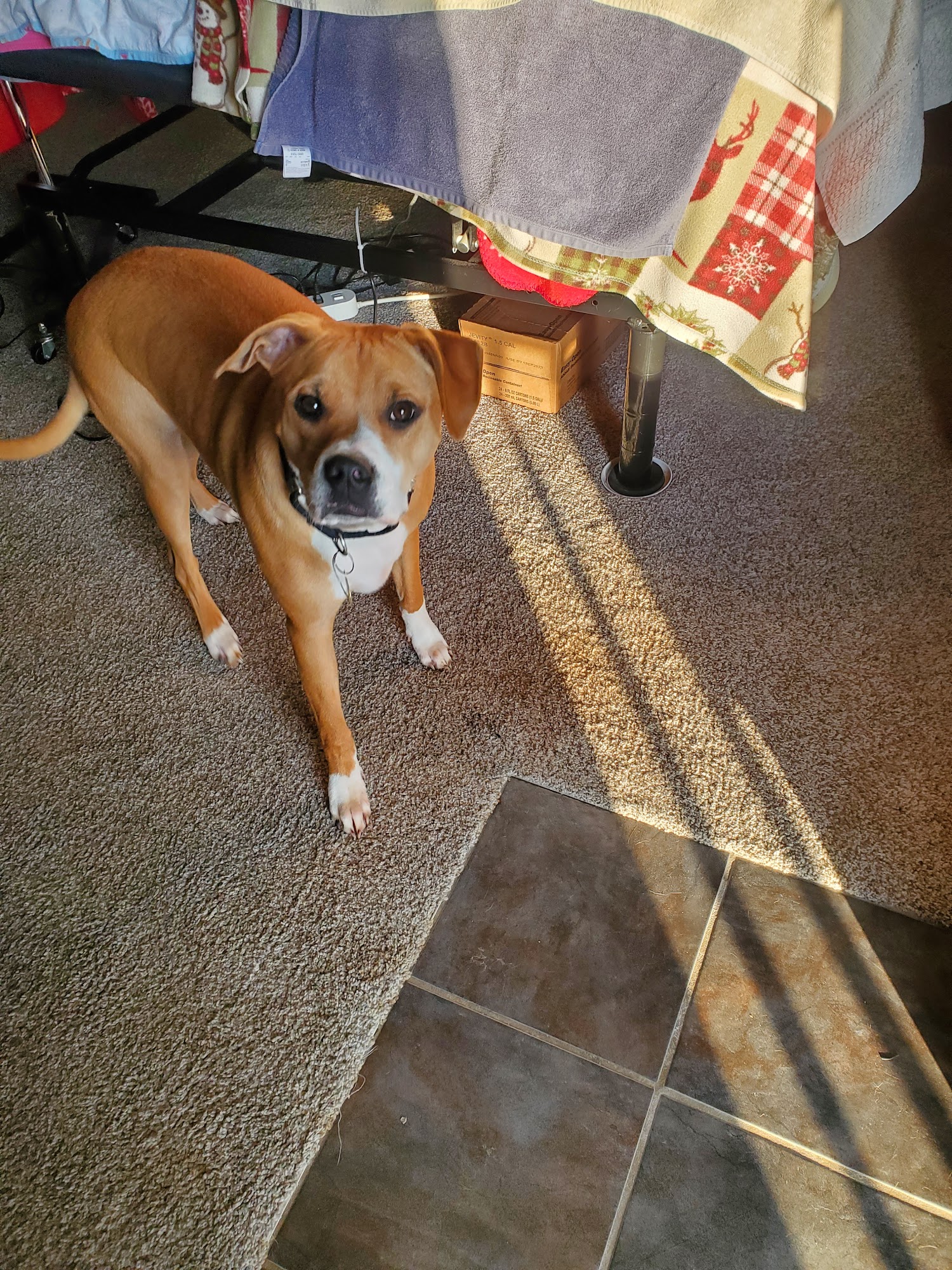Tail Waggers Pet Spa LLC Wilmington