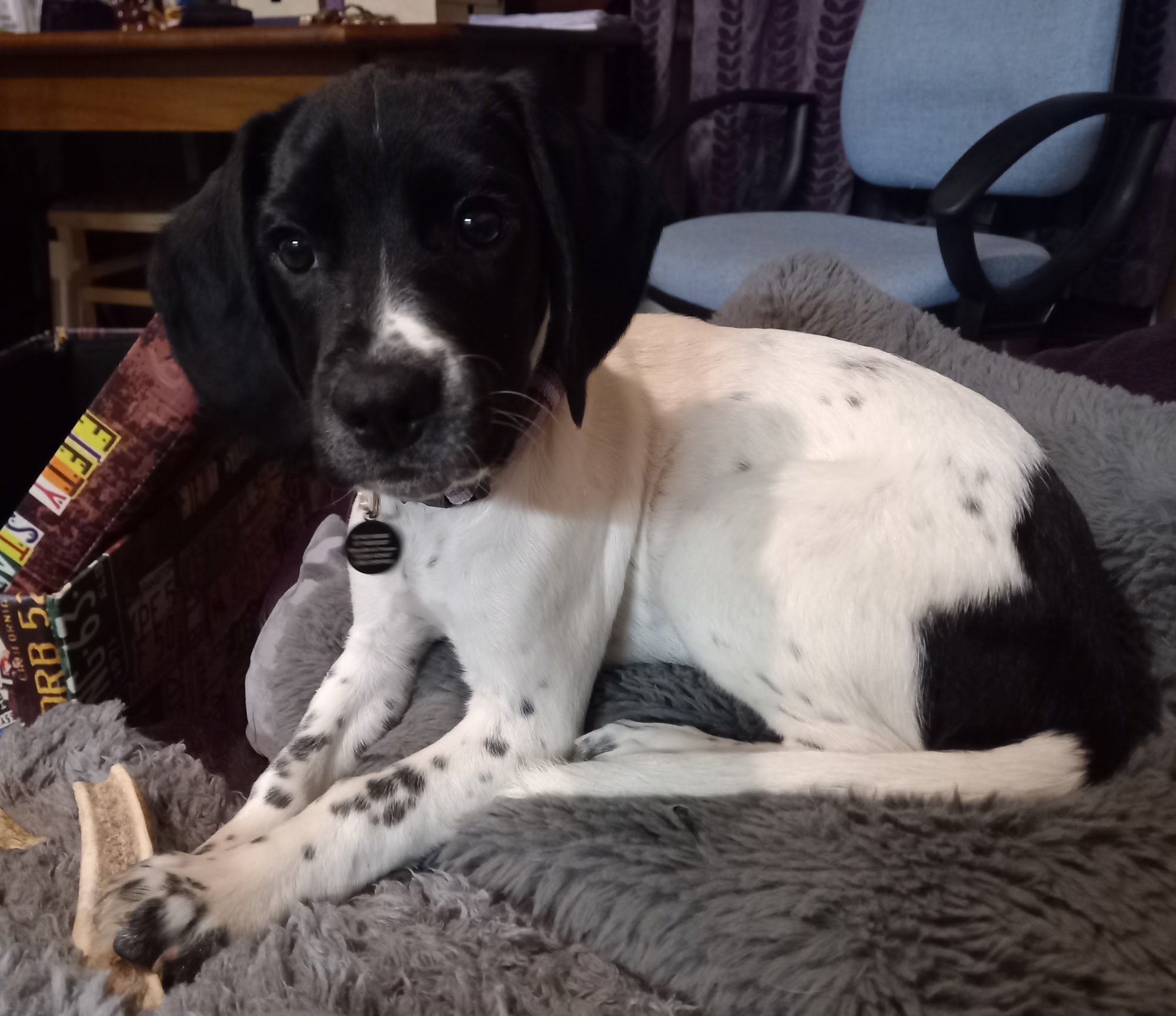 Pets Corner Blandford Forum