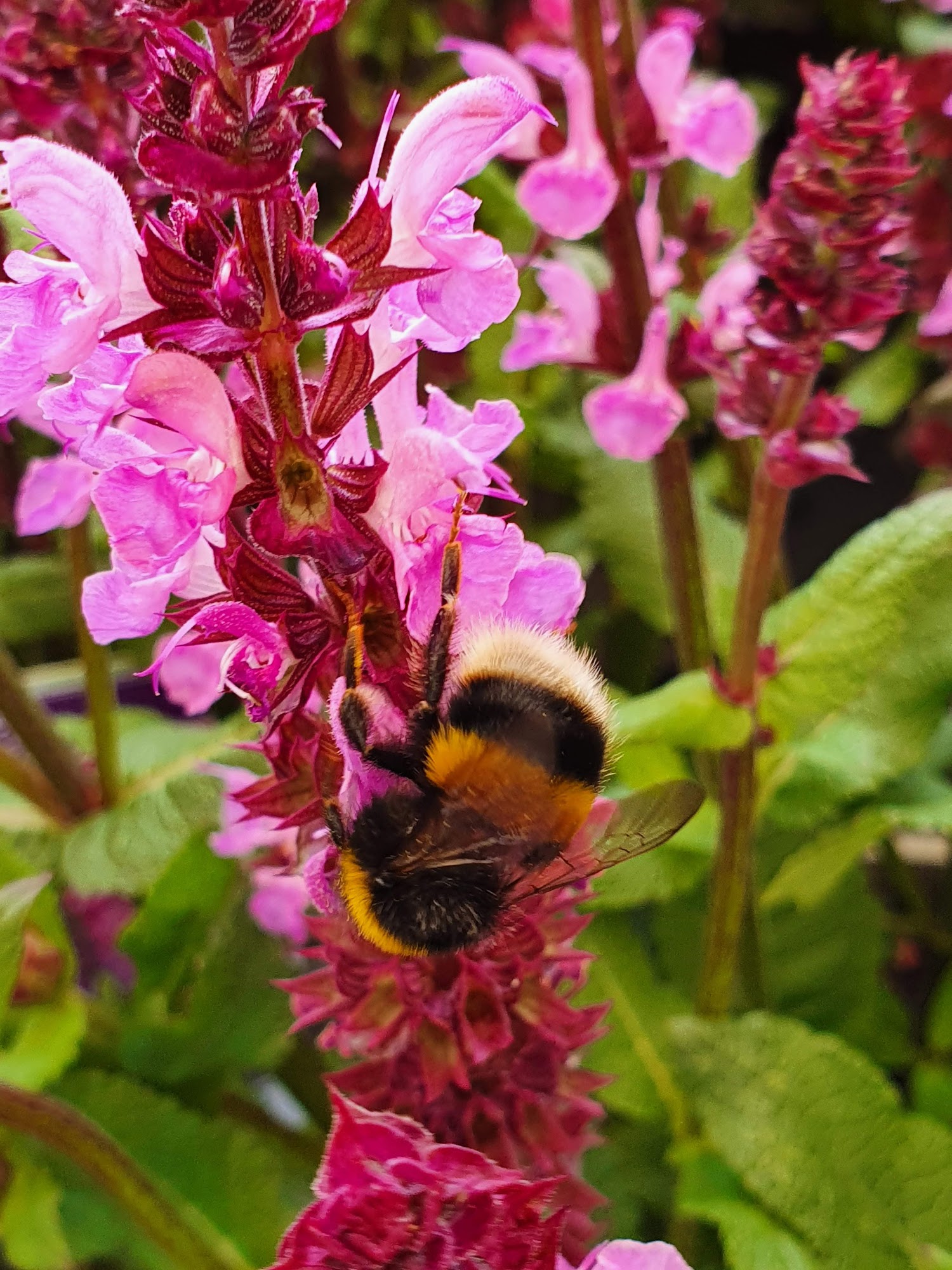 Blackbrooks Garden Centre A22, Lower Dicker, Hailsham