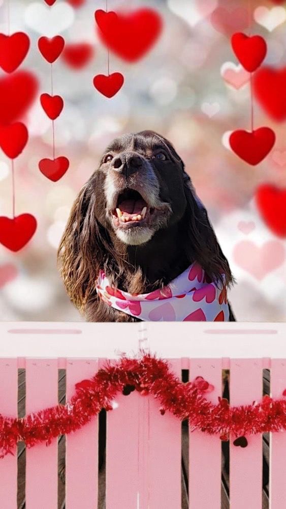 Pooches' Playhouse Atlantic Beach