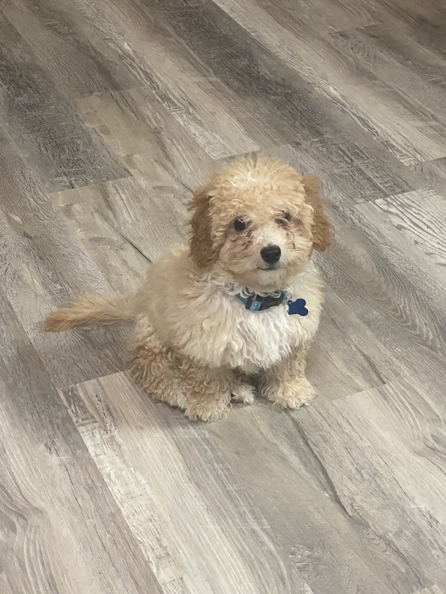 Groom Room Unleashed Auburndale