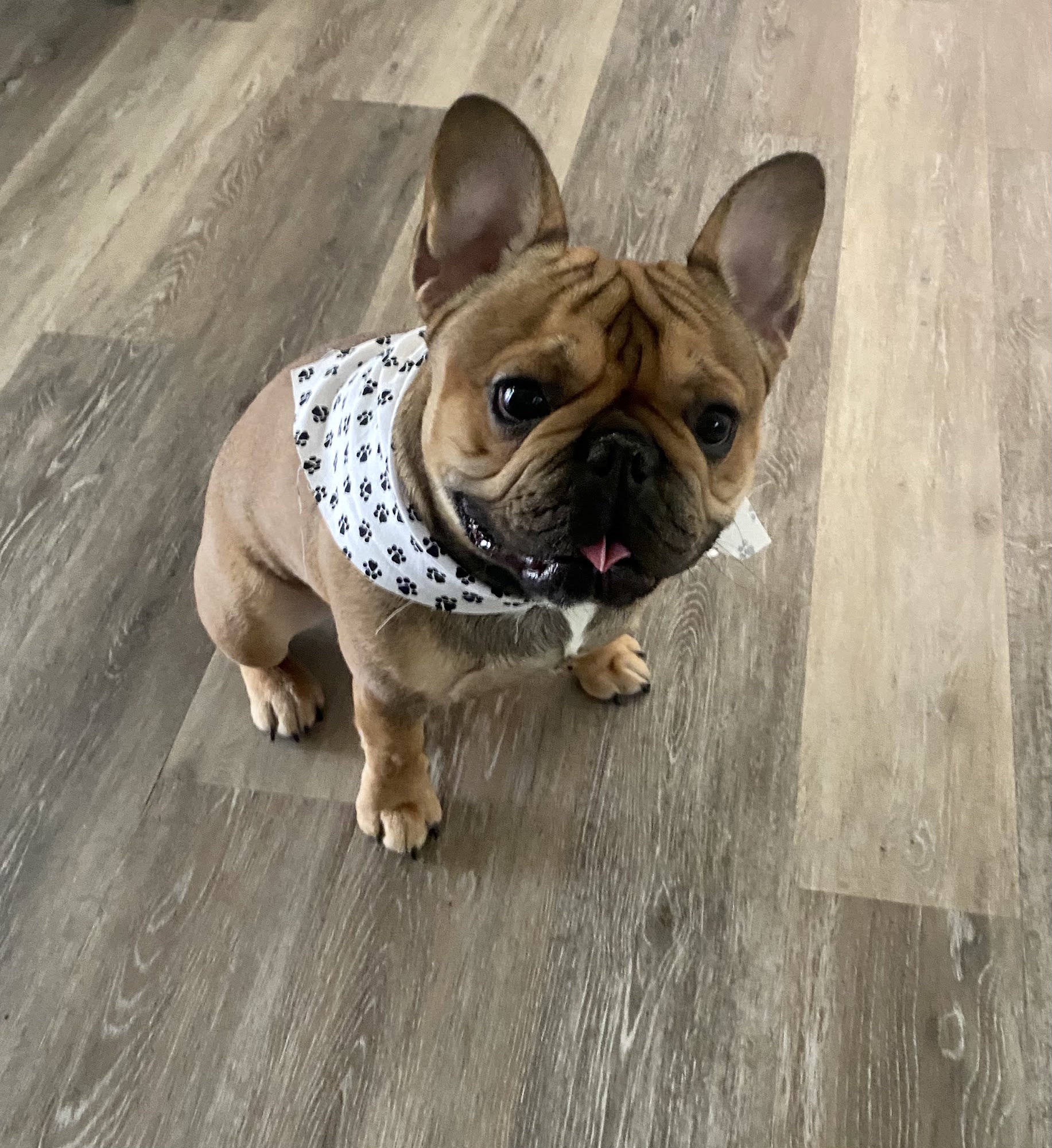 Barks & bubbles pet grooming Auburndale