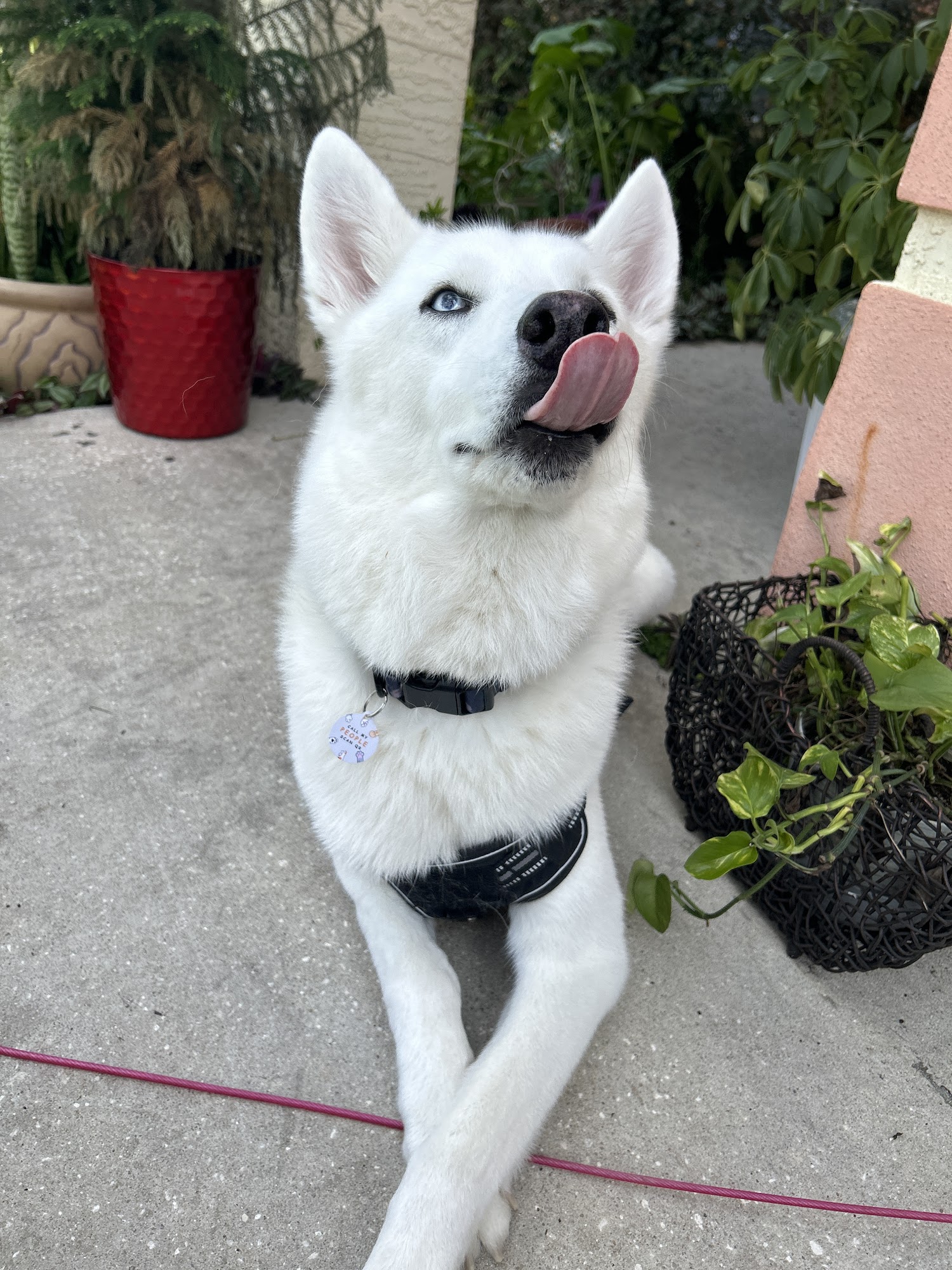 The Dog House of Belleview Belleview