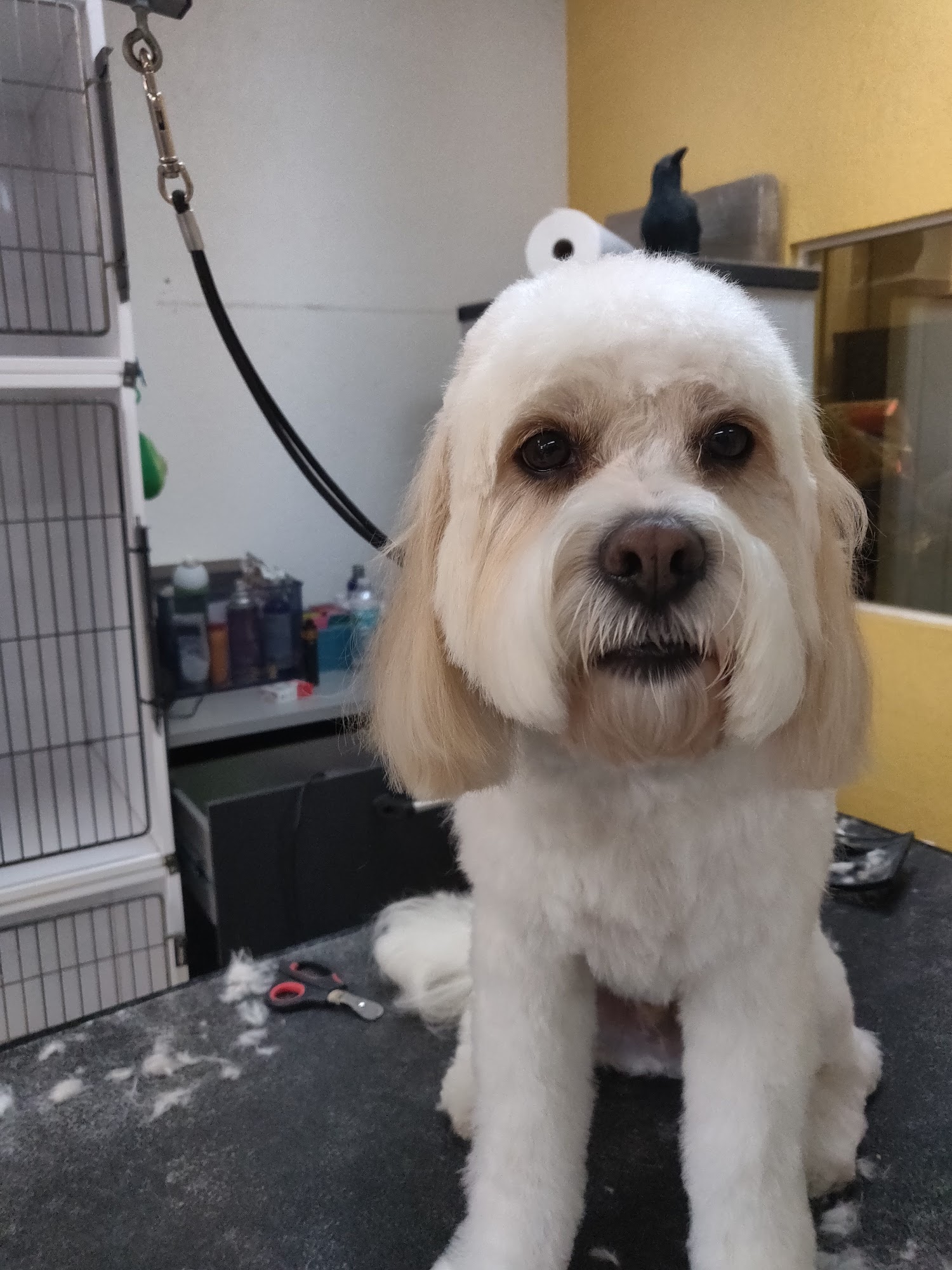 Fur Crazy Pet Salon Boca Raton