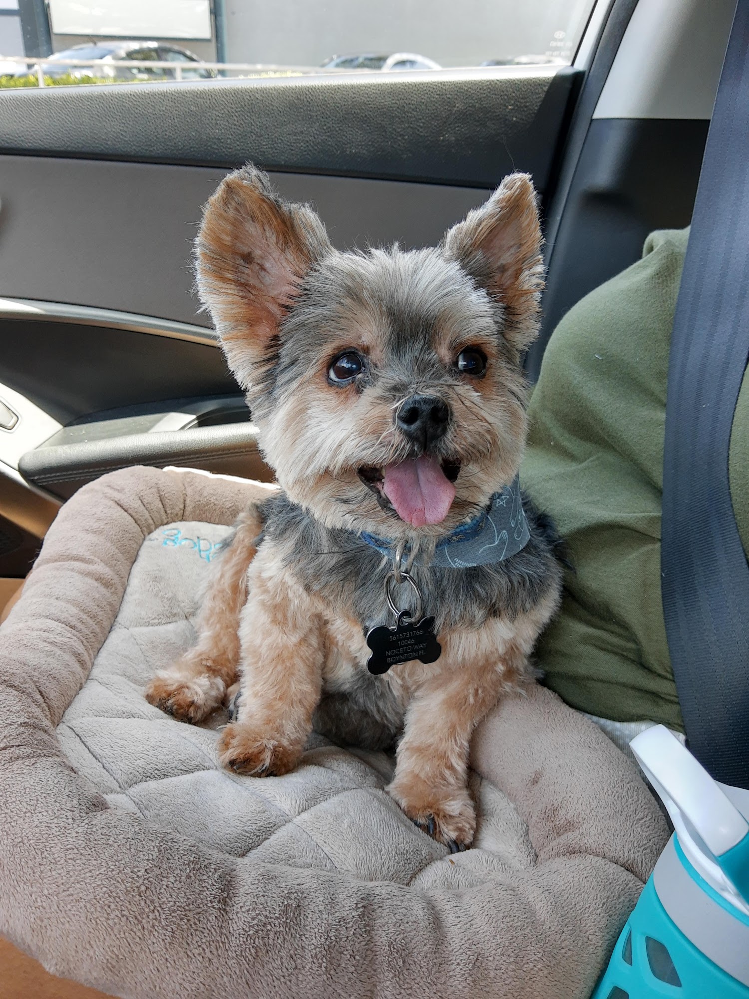 Wagging Tails Pet Grooming Inc. Boca Raton