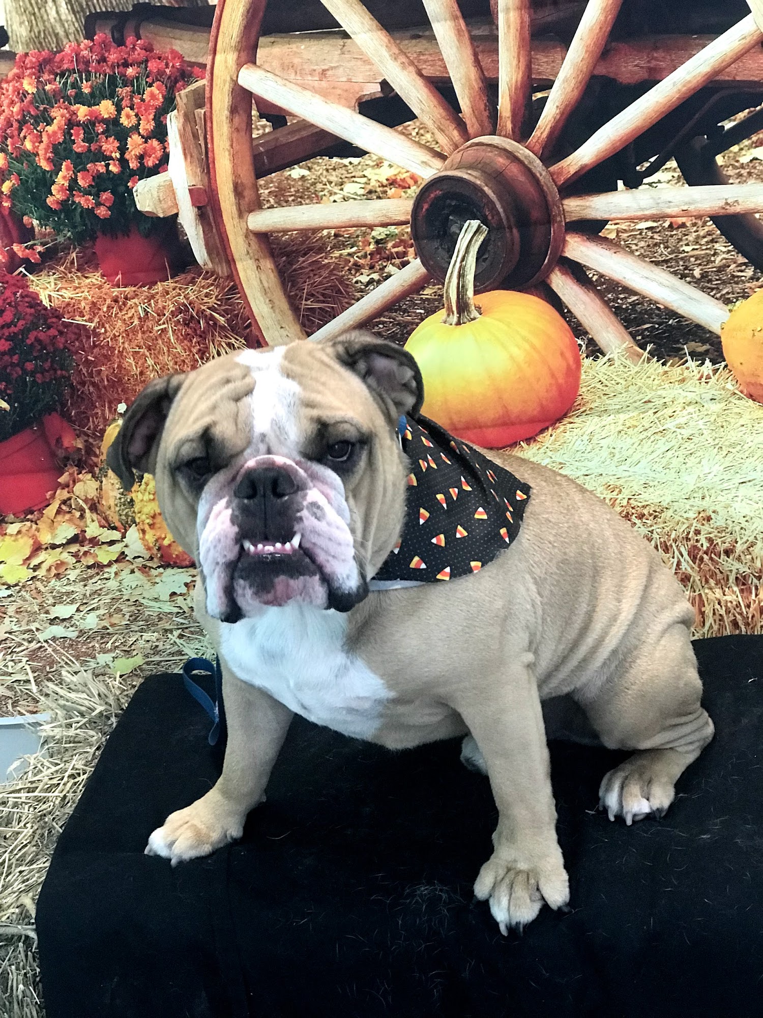 Kim O's Pampered Pups Boynton Beach