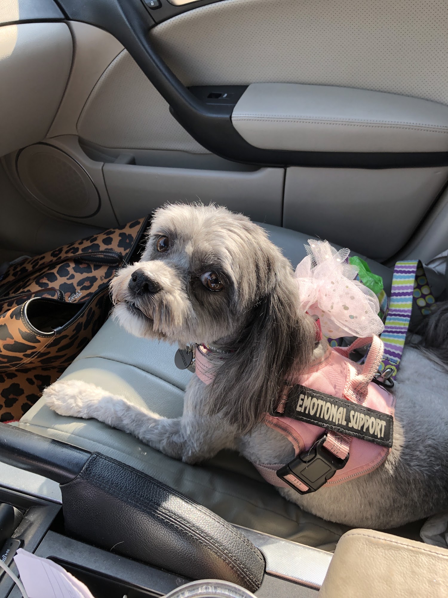 Diva Dogs Pet Grooming Bradenton