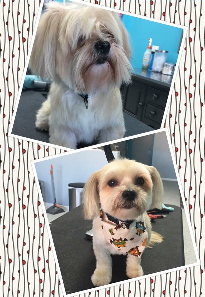 Bark Twice Pet Grooming Brandon