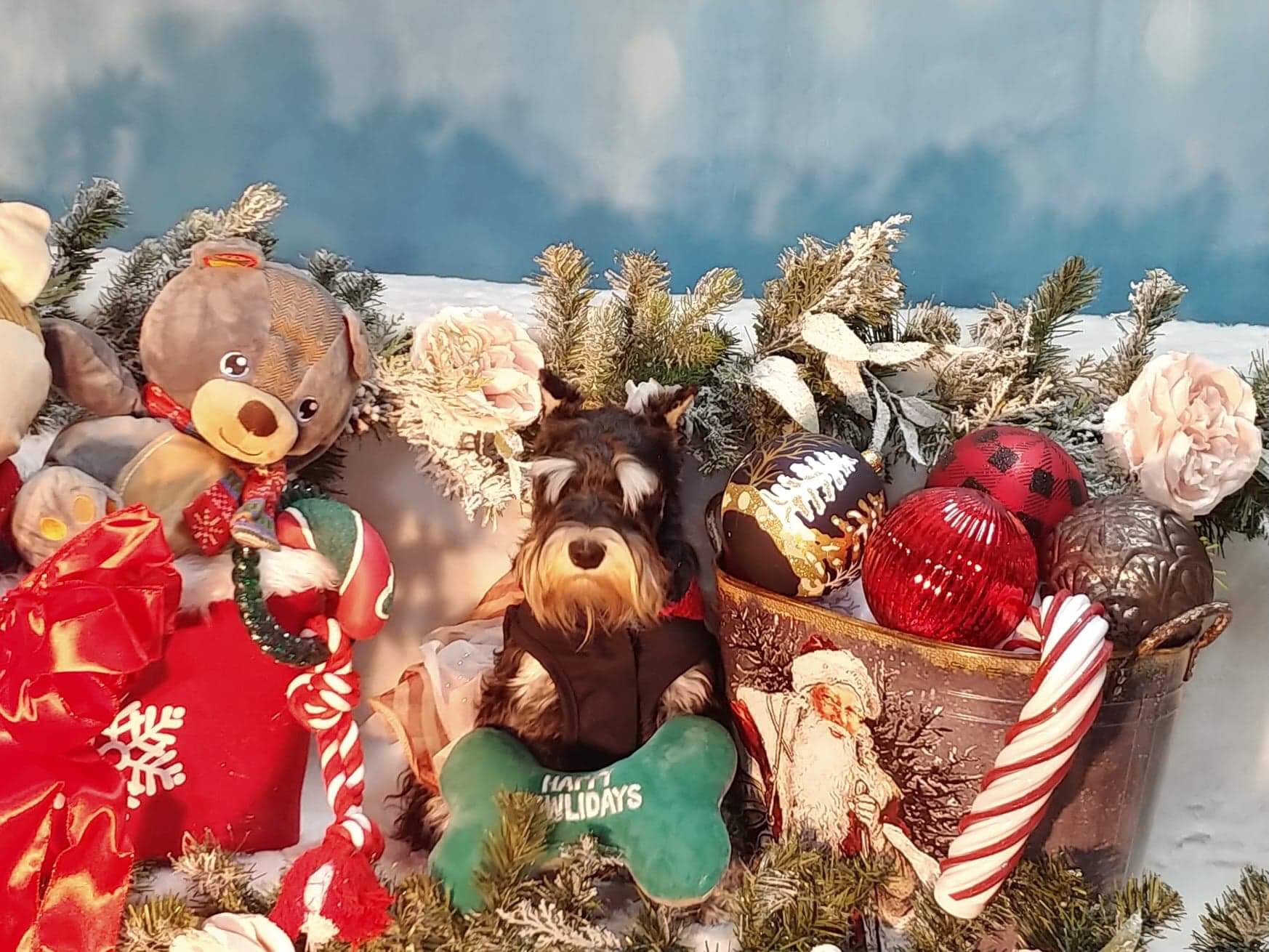 Reberstein's Miniature Schnauzers Brandon