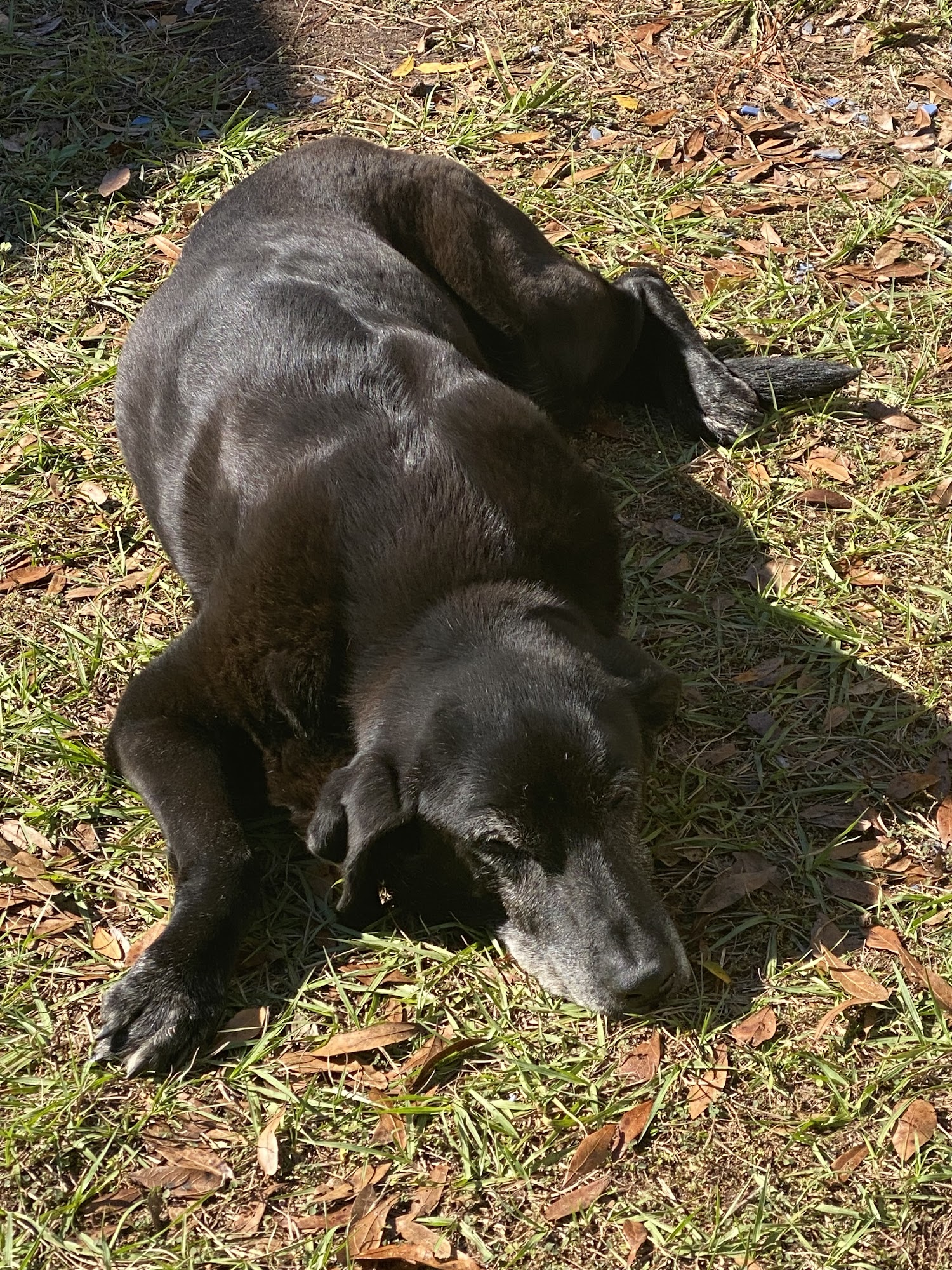 Callahan Animal Hospital