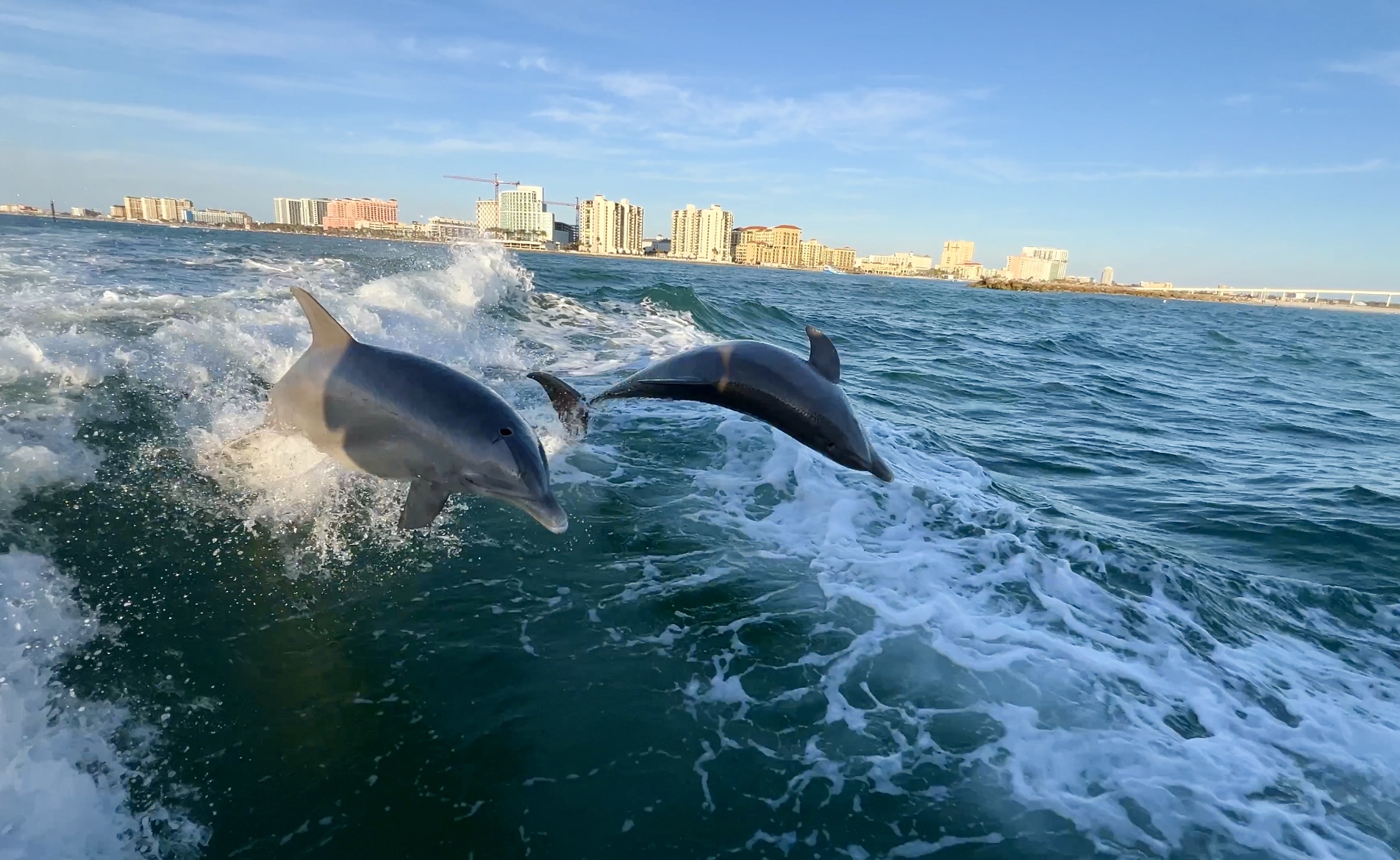 Little Toot Dolphin Adventure 25 Causeway Blvd #16, Clearwater Beach Florida 33767