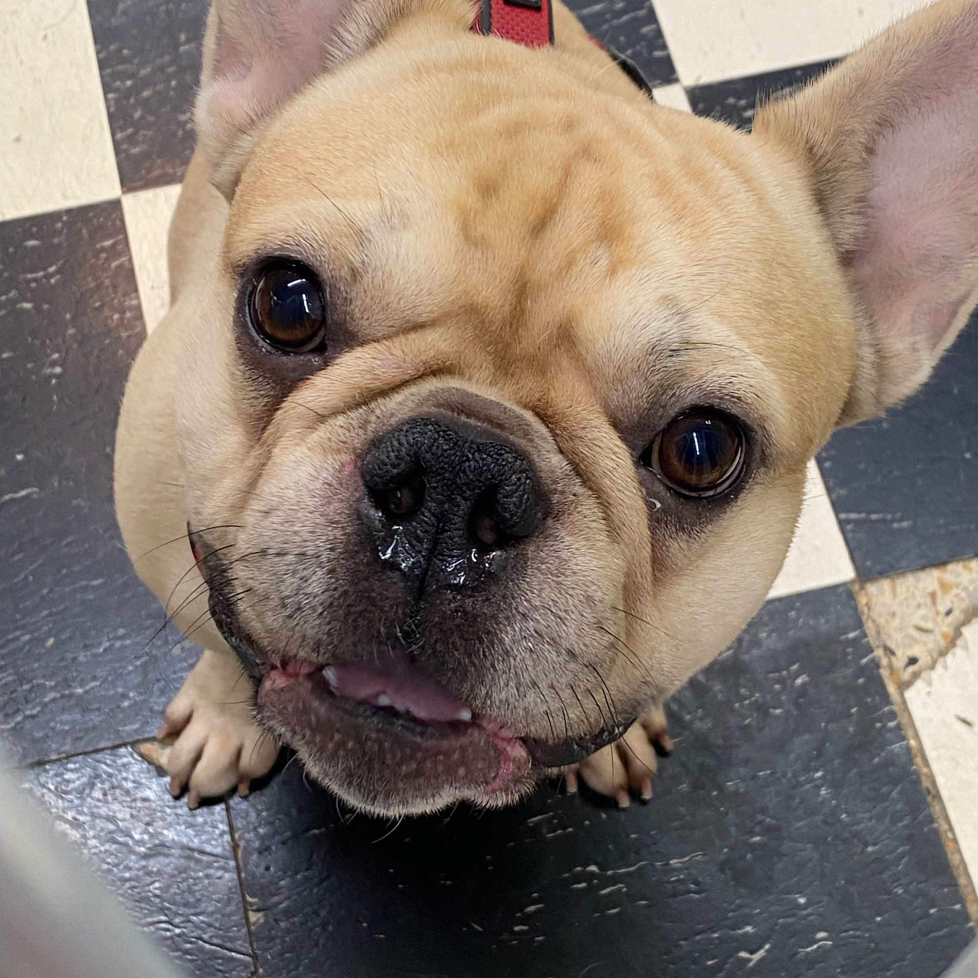 All Around Pet Care Clearwater