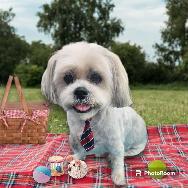 The Hairy Hound - Pet Grooming, Clearwater FL Clearwater