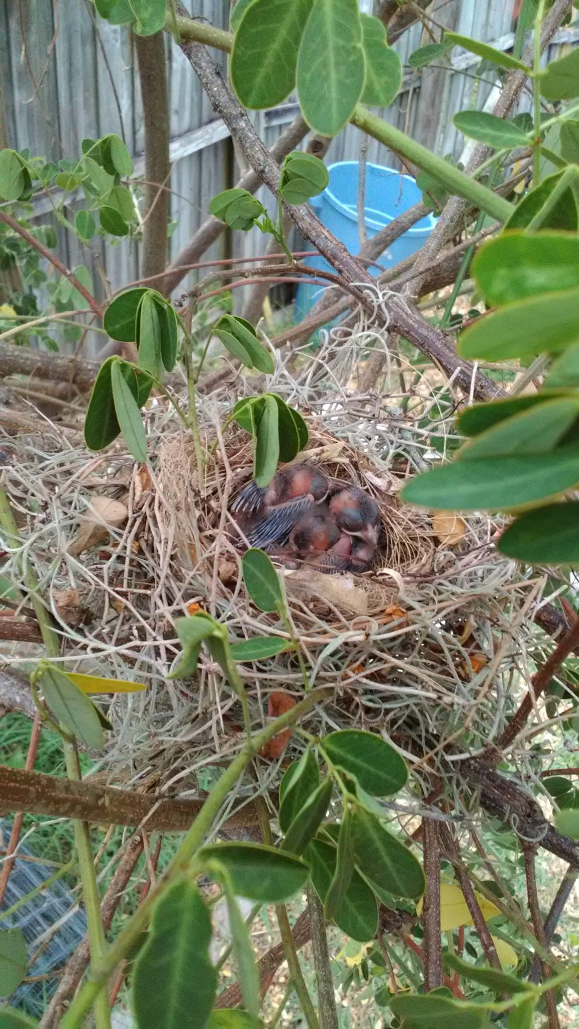 Photo credit: nextdoor