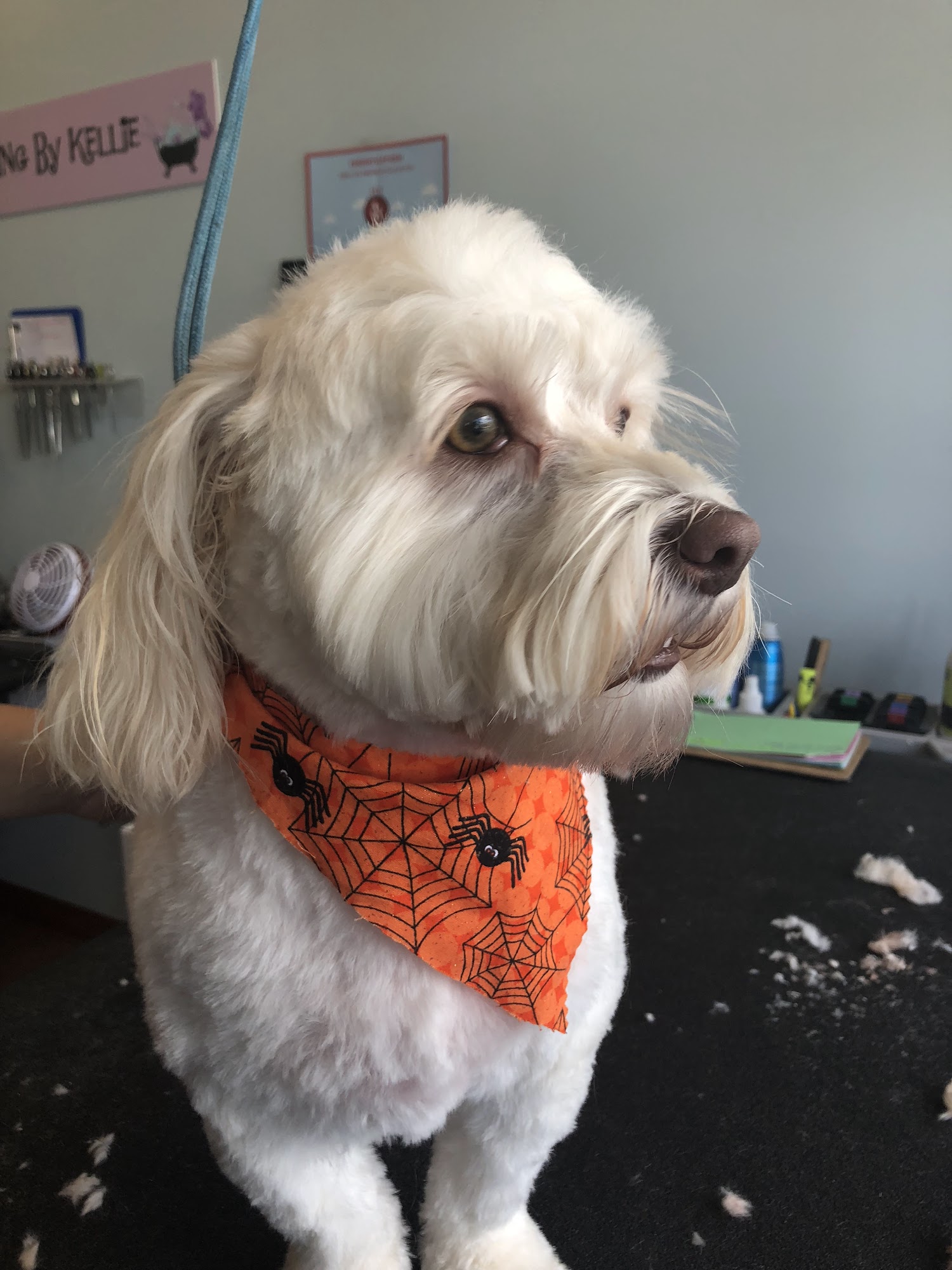 Grooming By Kellie Cooper City