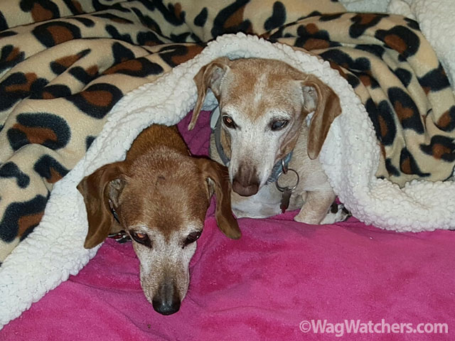 Wag Watchers Pet Sitting Services Davenport