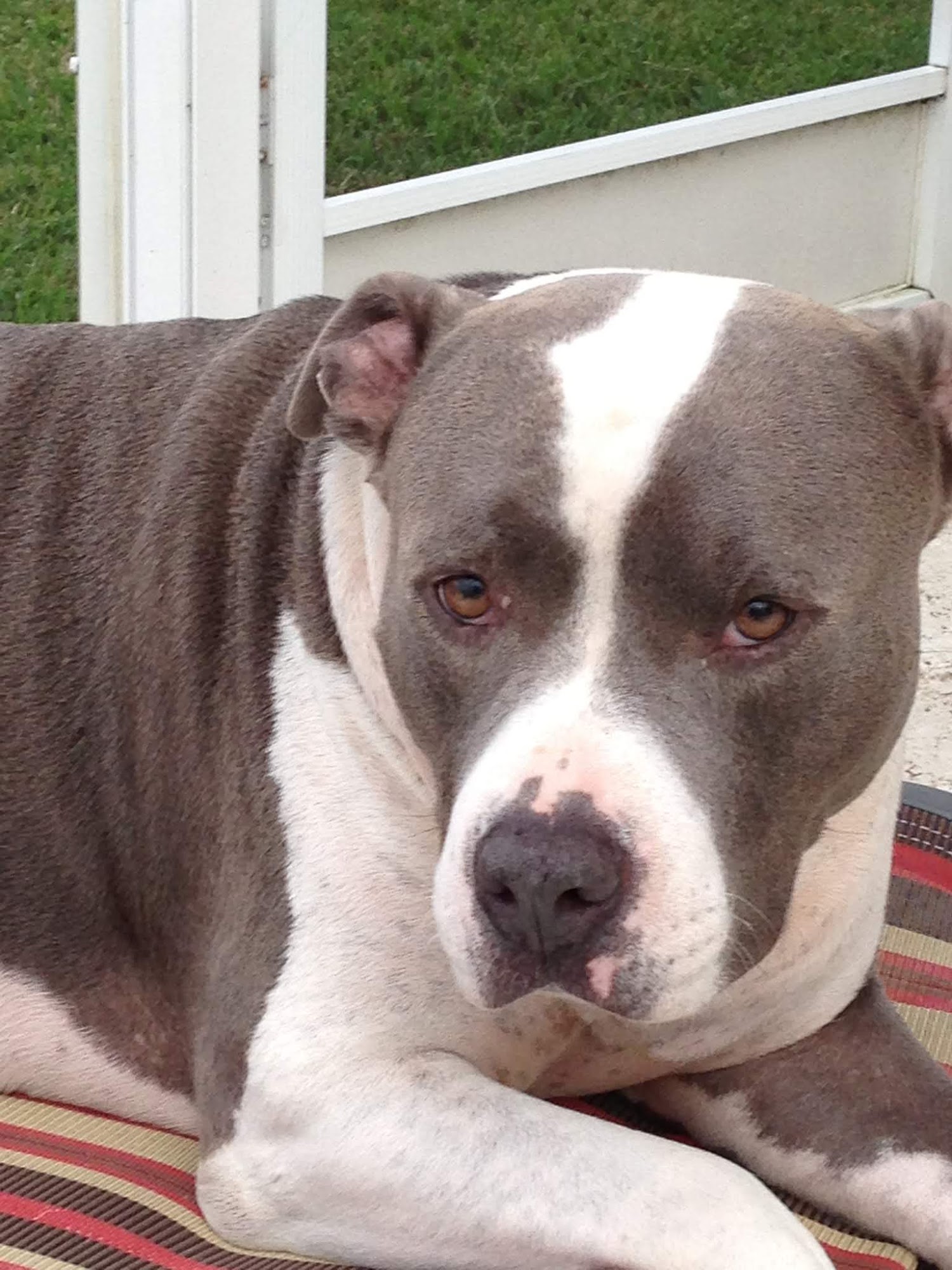 Pet Sitters Anytime Davie