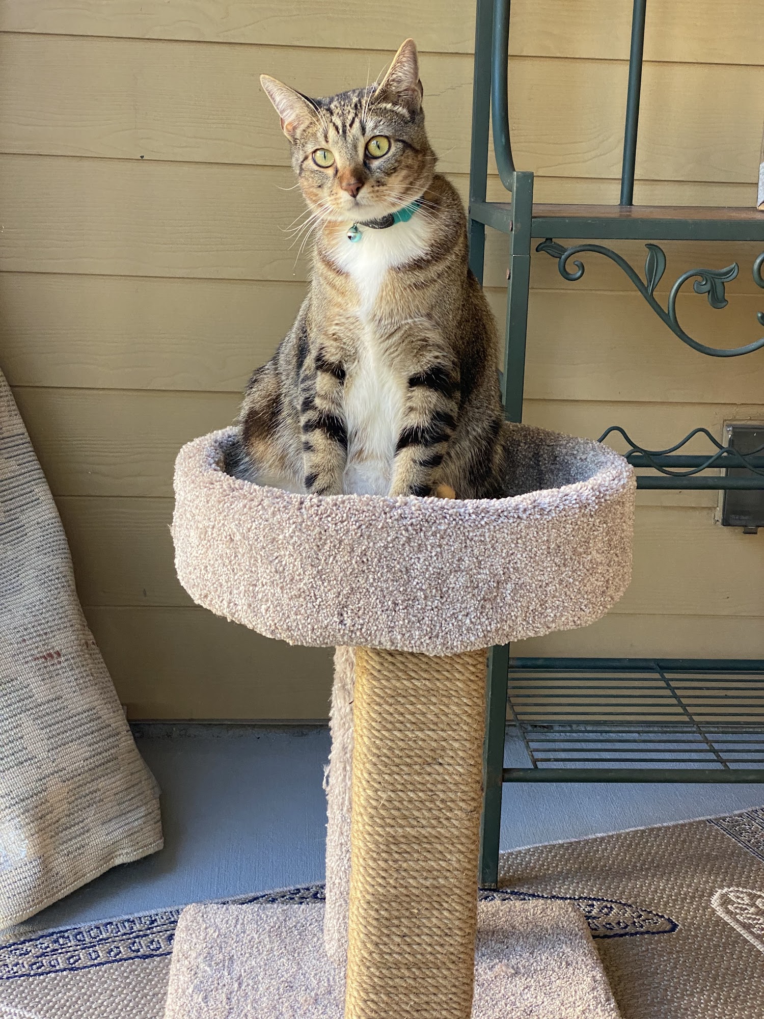 Pet Paradise Ft. Lauderdale Davie