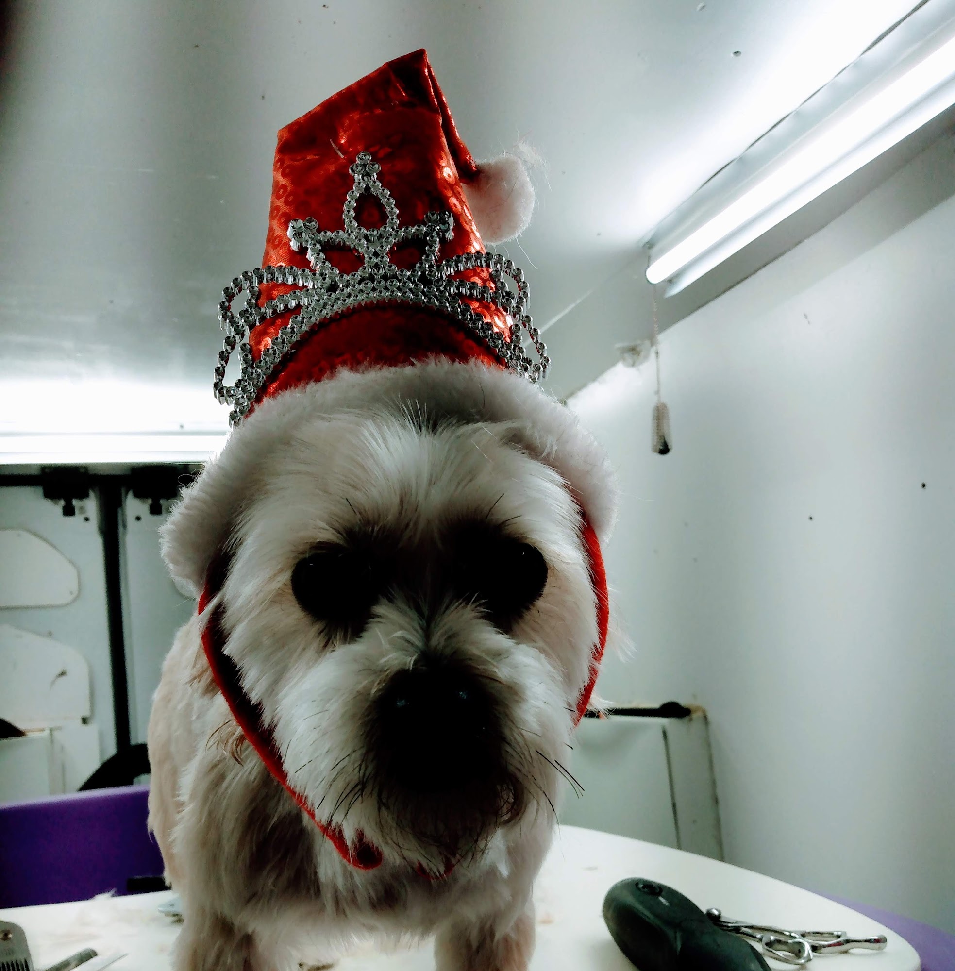 Pet Facilities in Davie, Florida Pet Stores, Grooming, Pet Care, Pet