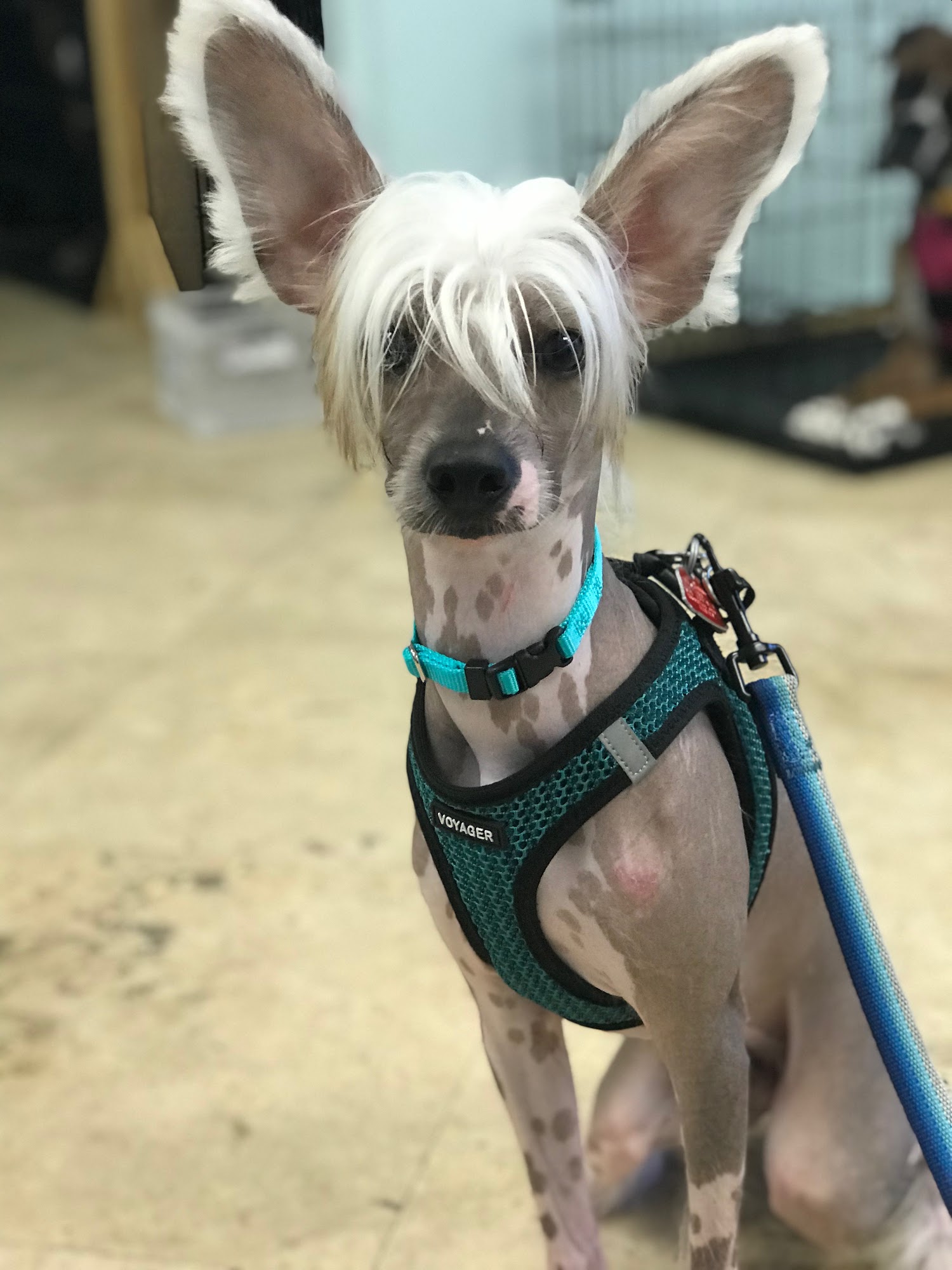 Dynamite Dog Training Deerfield Beach