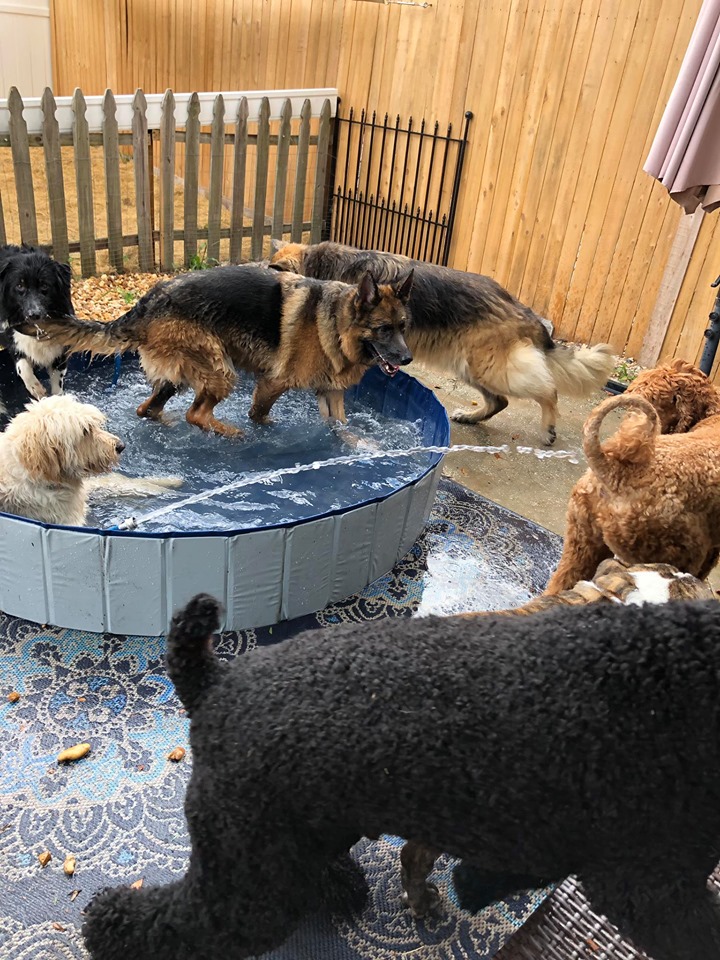 The 1 Dog Trainer Academy, LLC Deland