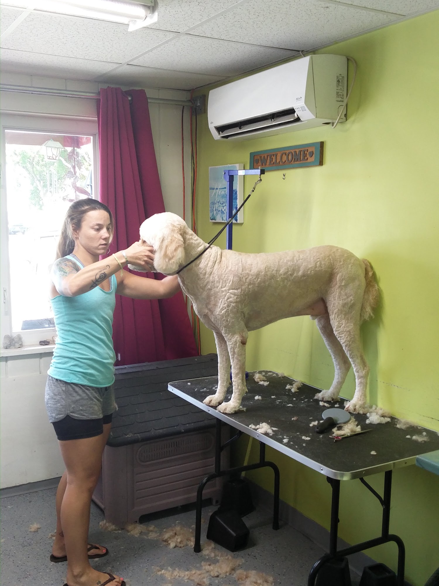 Salty Dog Grooming Delray Beach