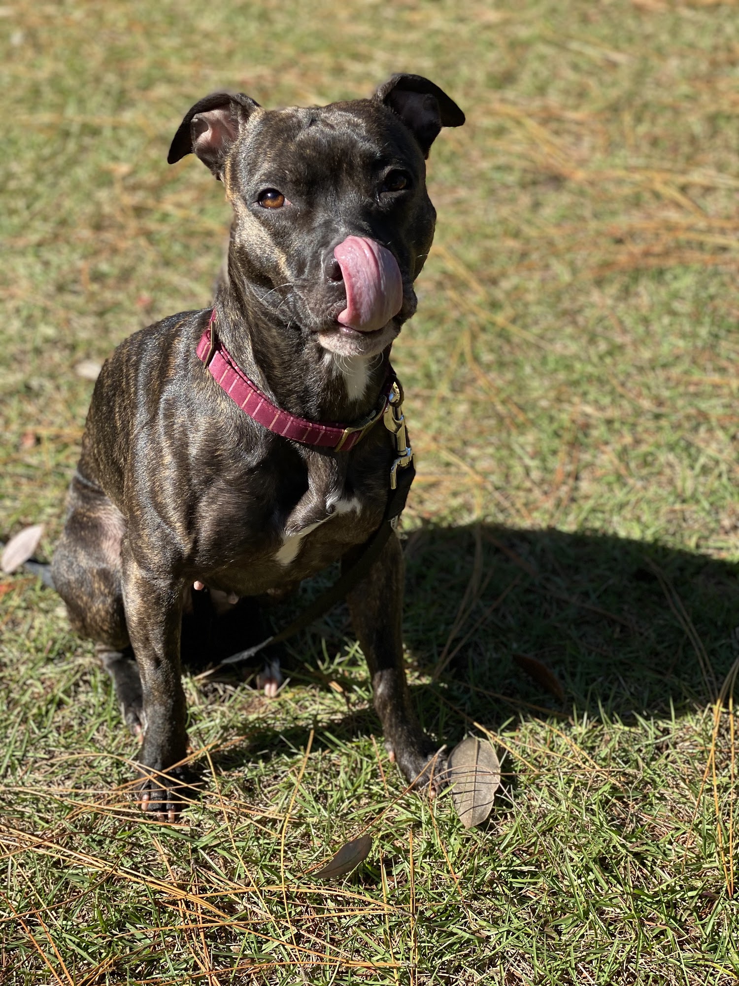 Emergency Veterinary Clinic Destin Destin