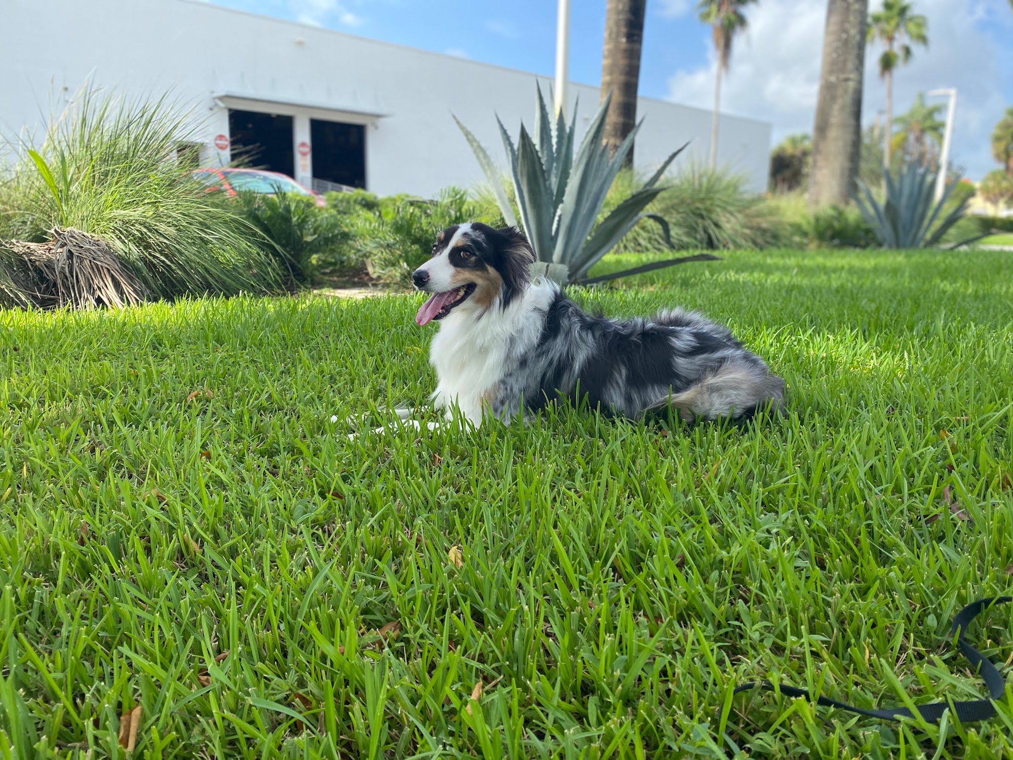 Dog Training & Boarding ACA Center Doral