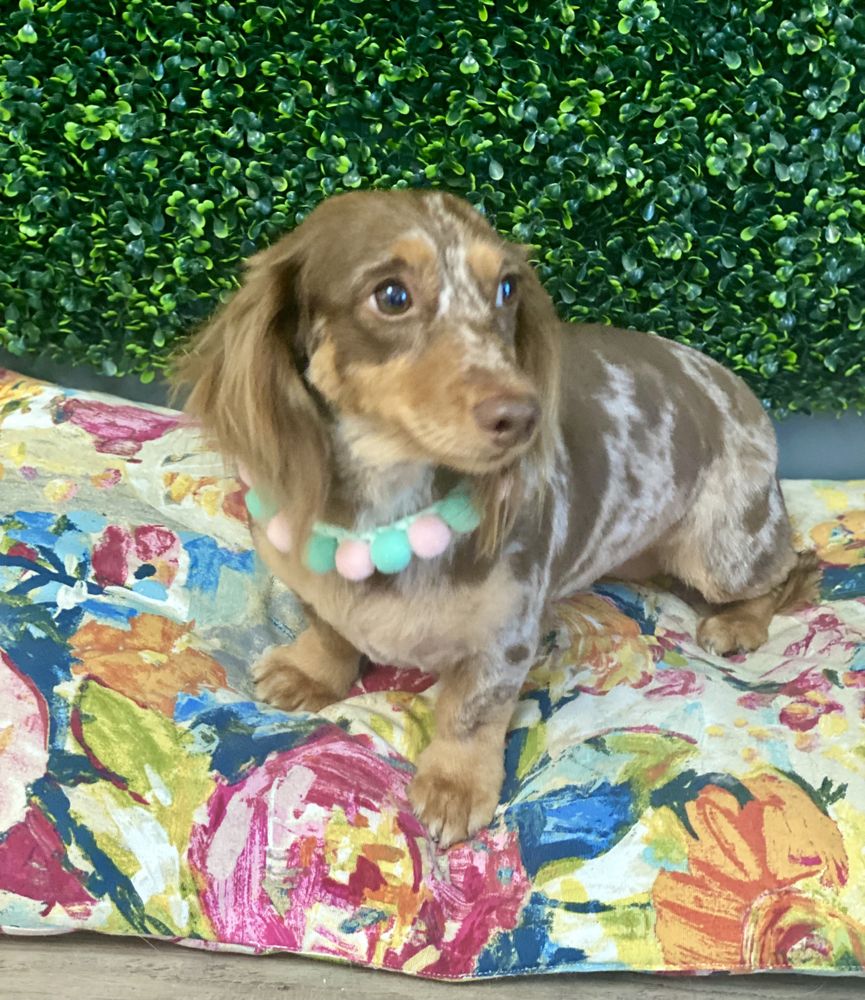 A Tender Touch Grooming Dunedin