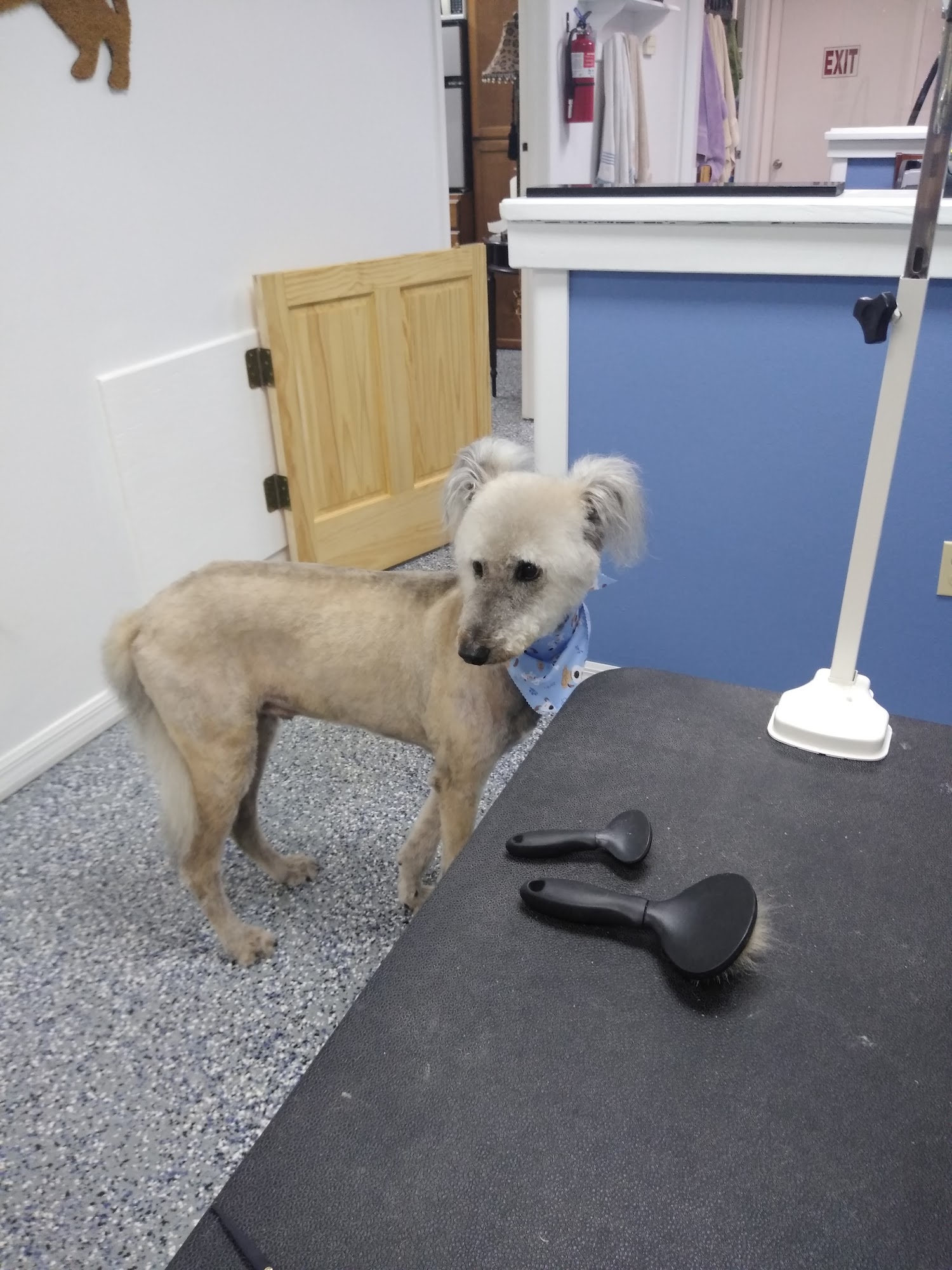 Polly's Pet Grooming Dunedin