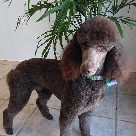 Dawgy Style's Pet Salon Englewood