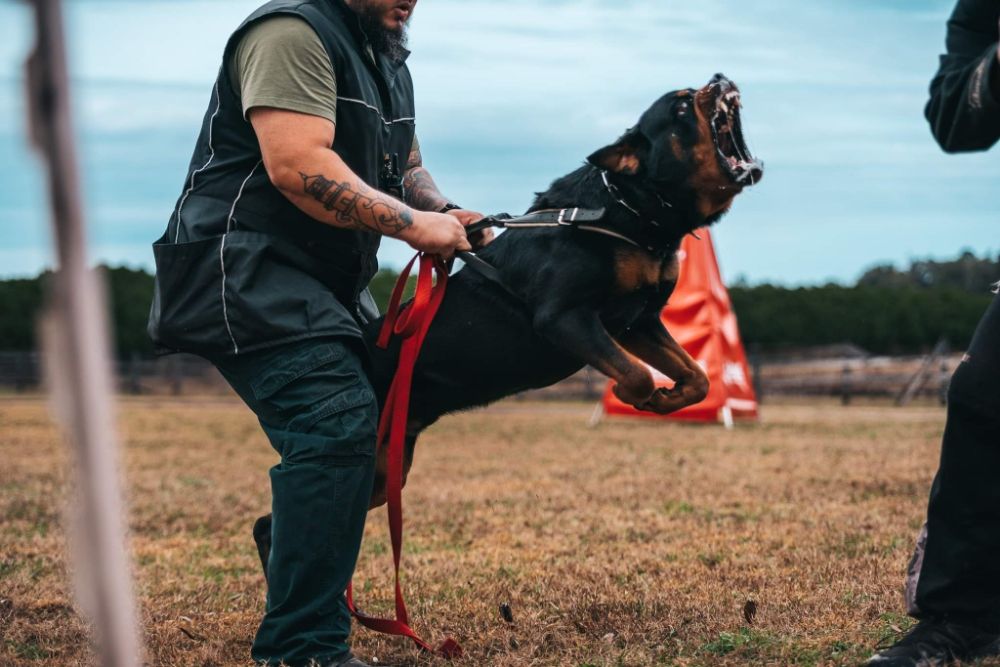 Vom Glöckner Haus Kennel & Training Center Eustis