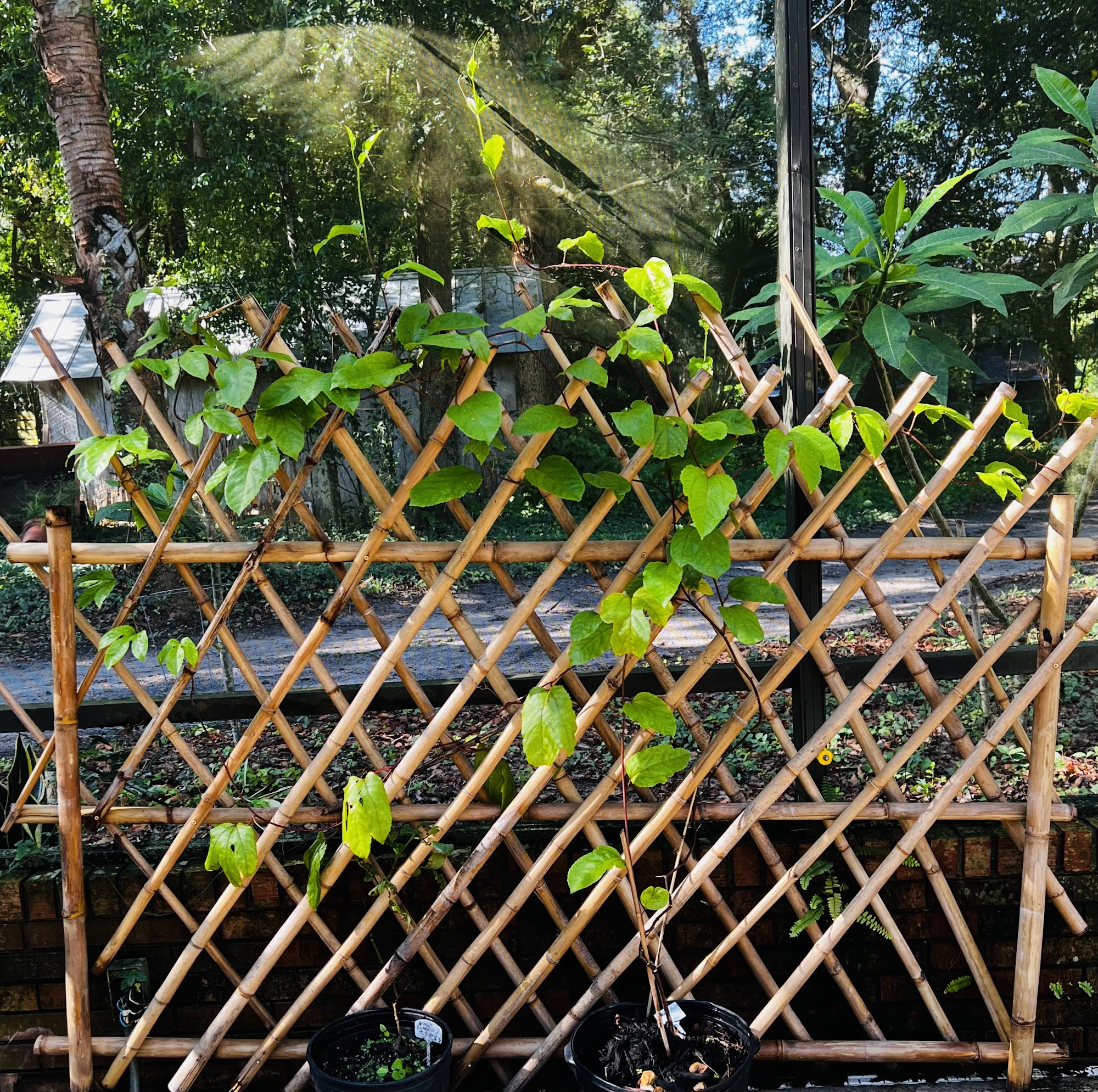 Oasis Bamboo Tropical Nursery