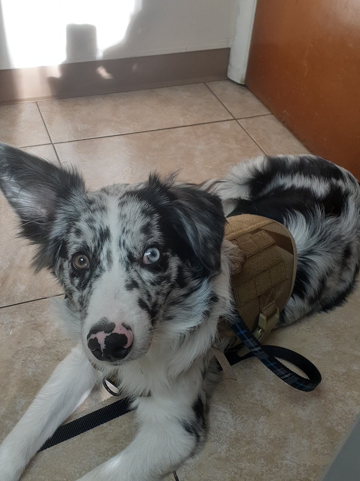 South Seminole Animal Hospital Fern Park