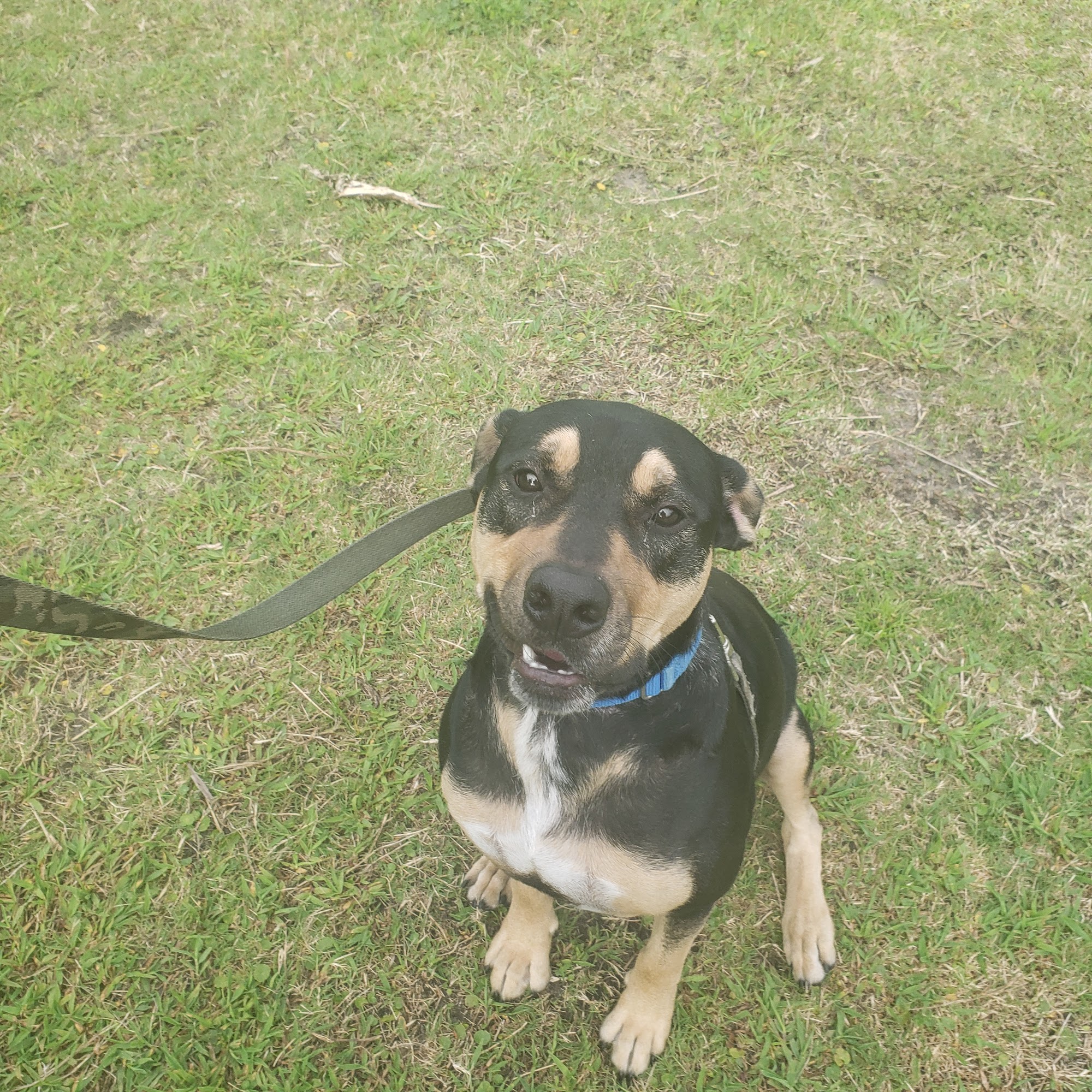 Nassau Humane Society Fernandina Beach