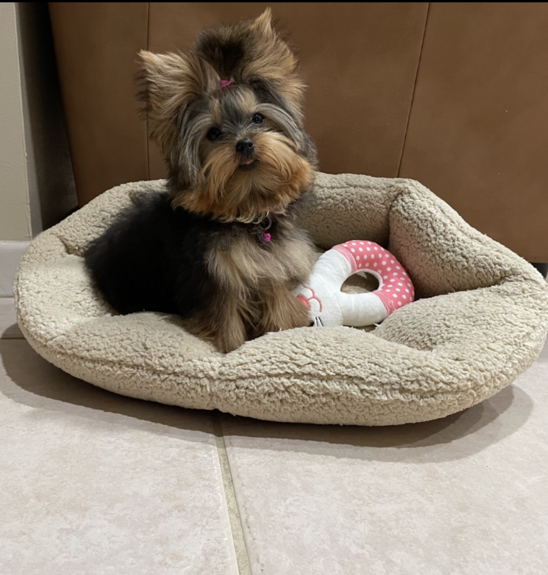 YorkieBabies Fort Lauderdale