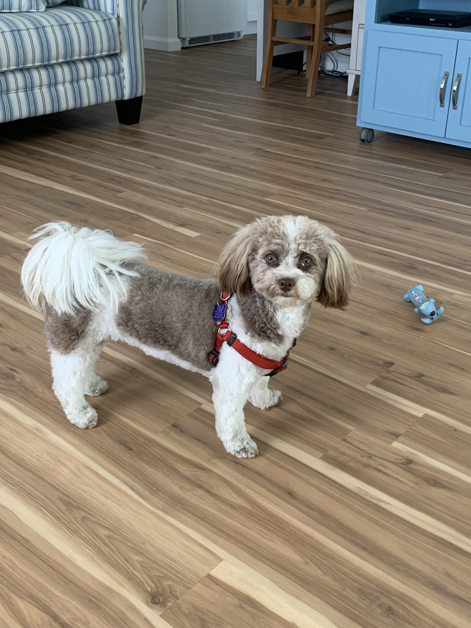 Groomingdales on McGregor Fort Myers