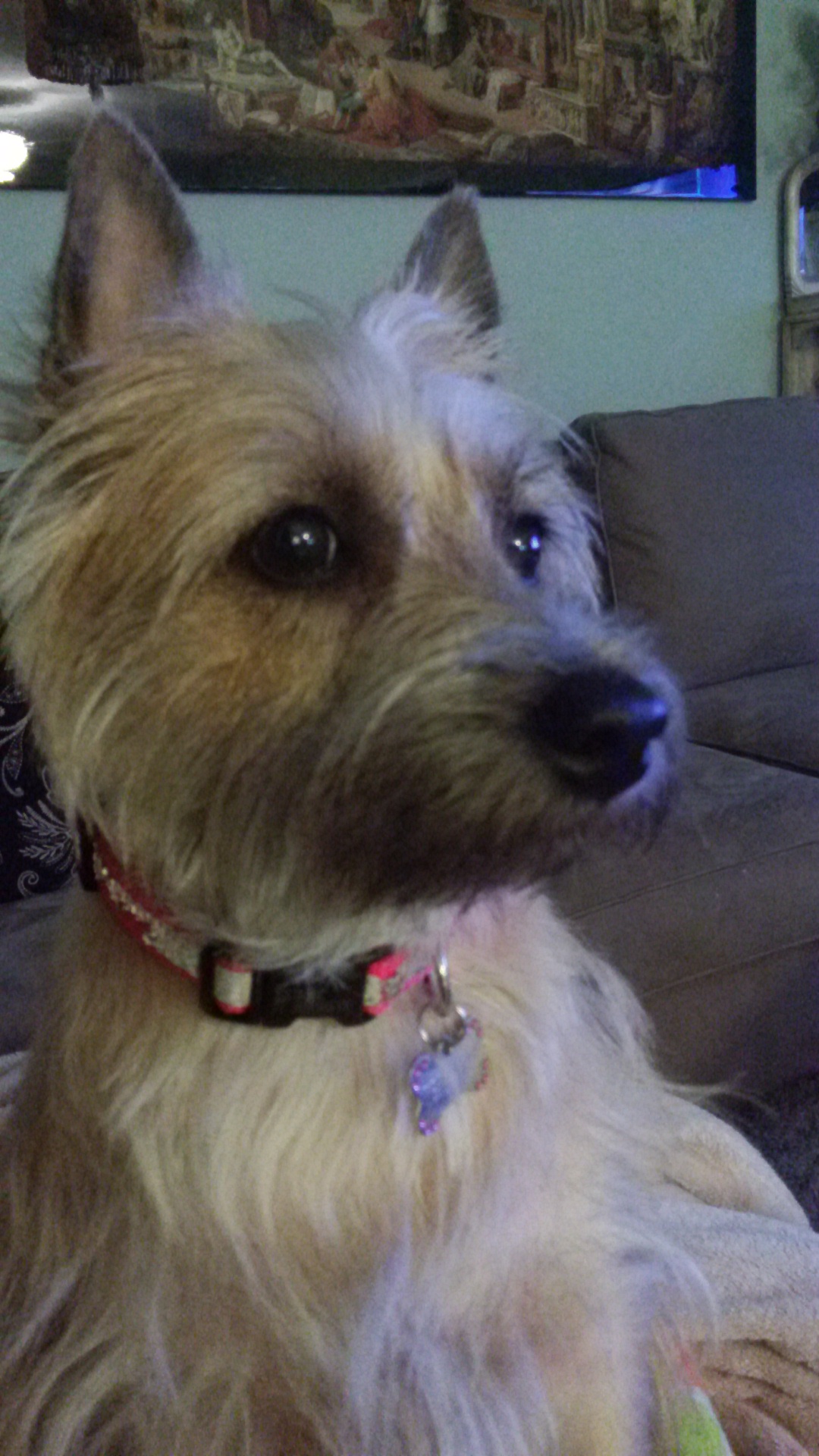 Paws N Claws Fort Myers