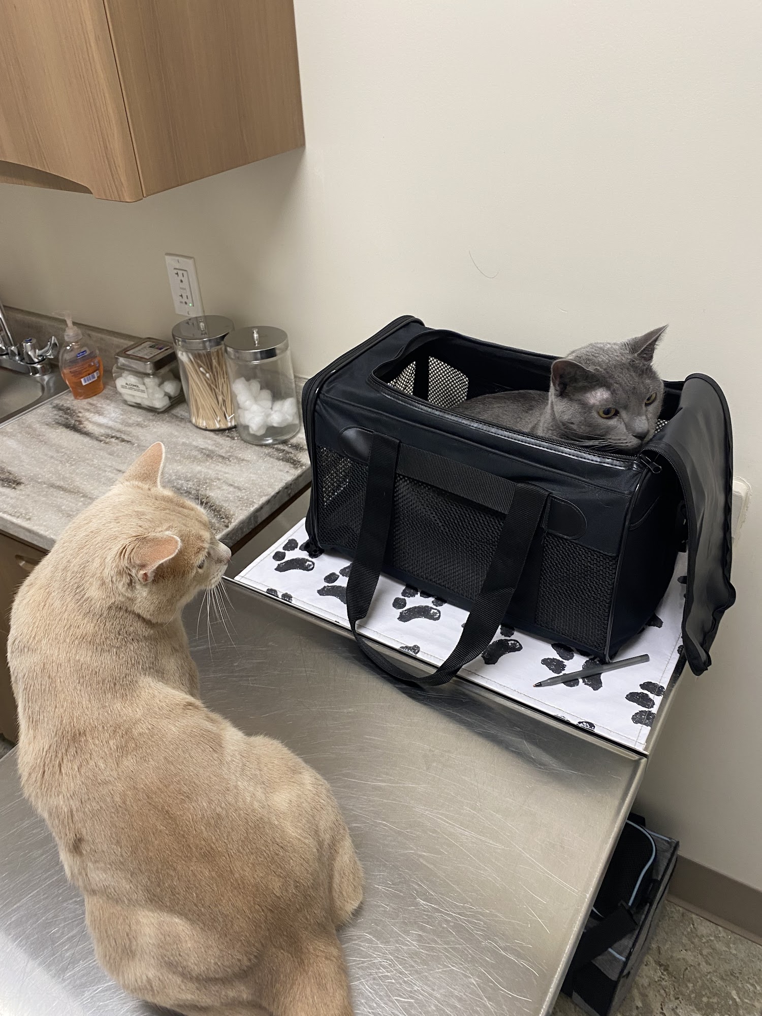 Associates in Veterinary Medicine and Surgery Fort Myers