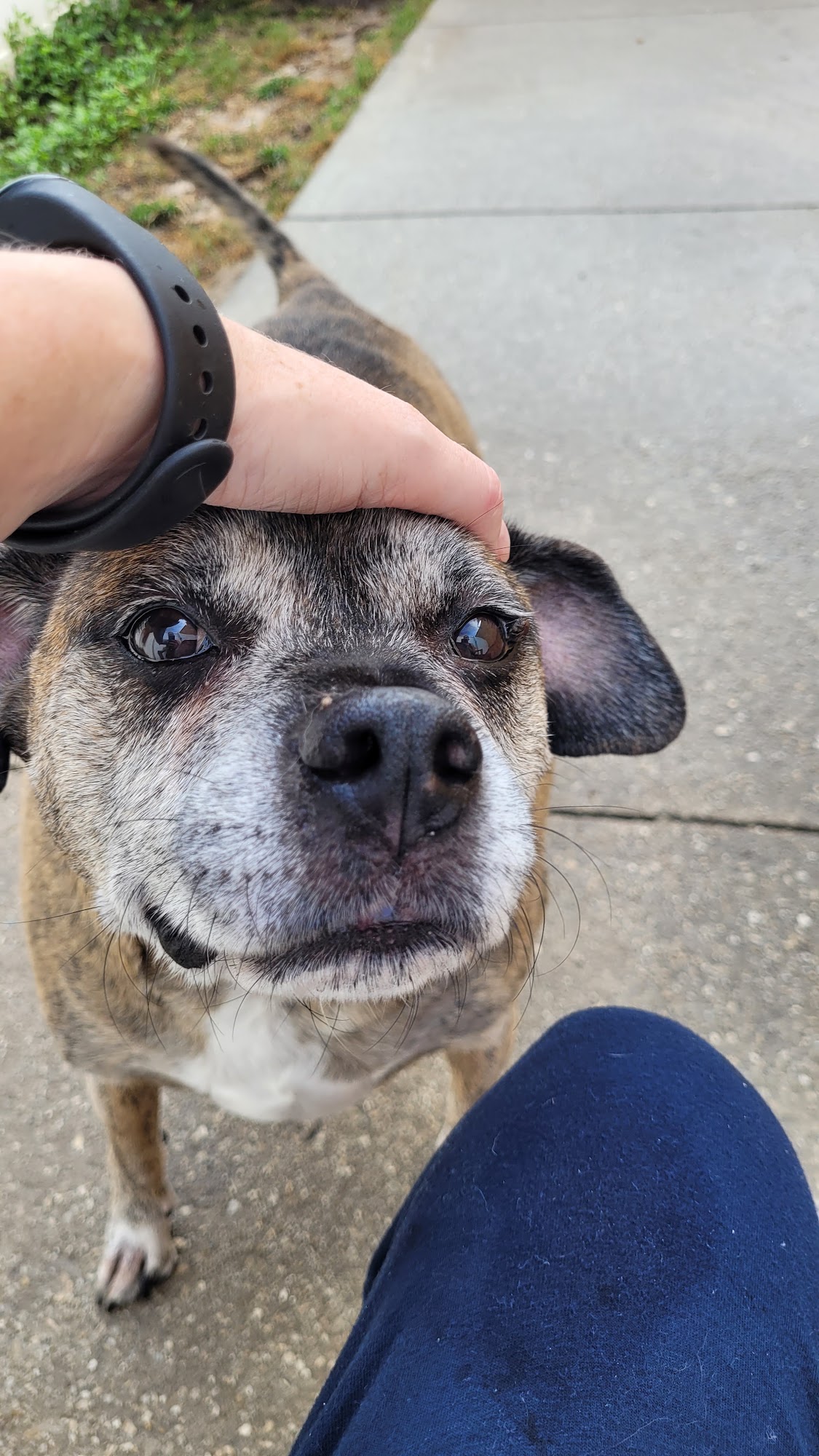 Preppy Pet Fort Myers Fort Myers