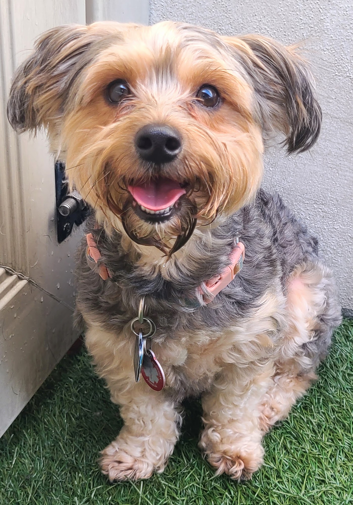 Busters Happy Tails Fort Myers