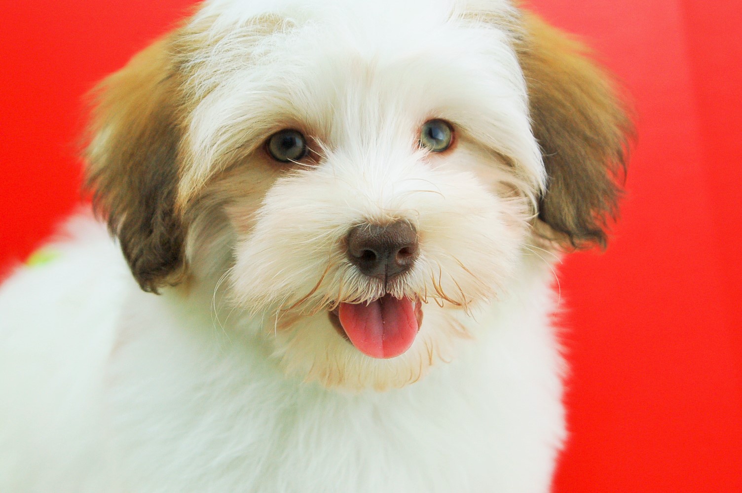 Royal Flush Havanese Fort Myers