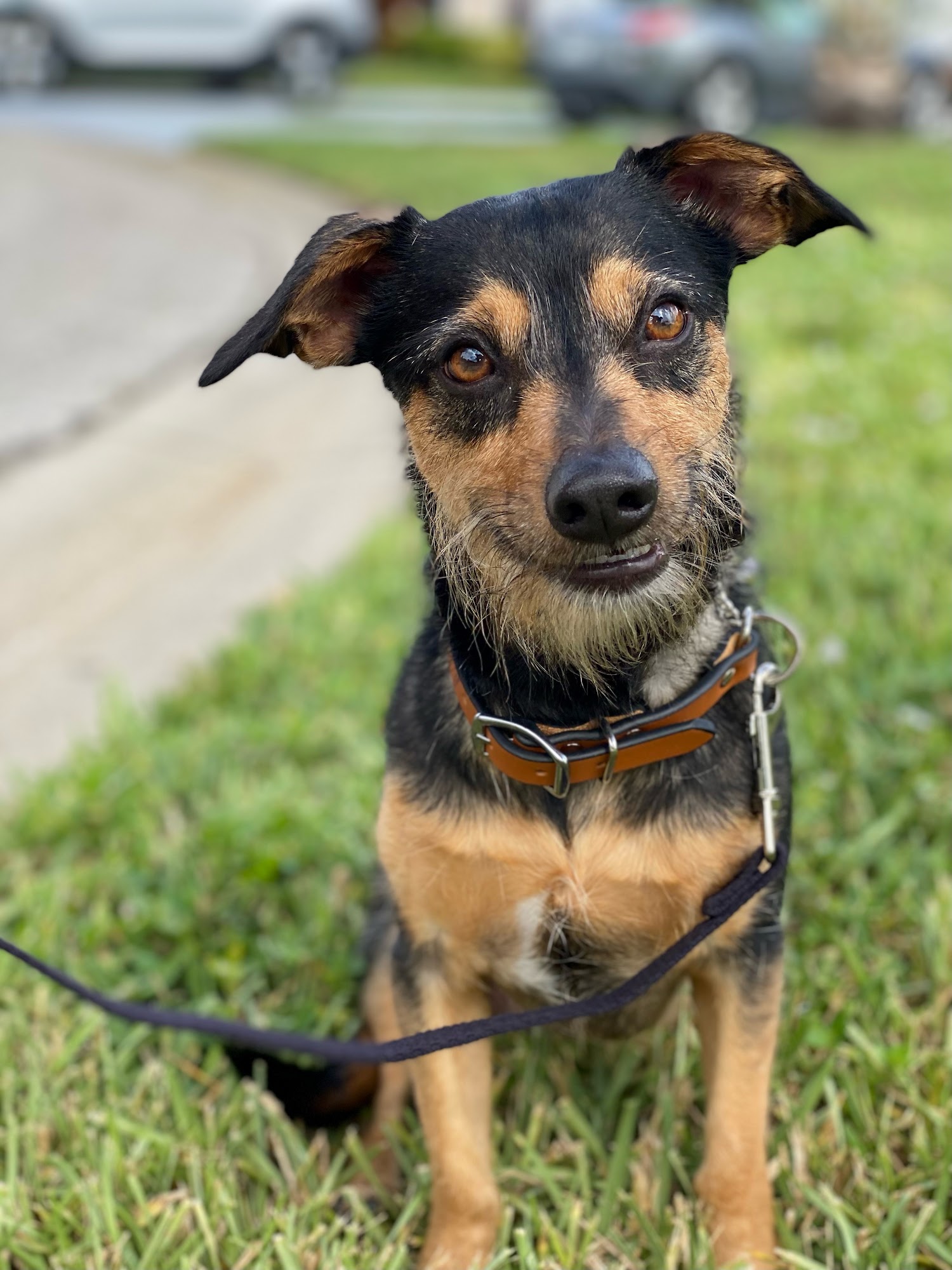 Bark Busters Home Dog Training Fort Myers Fort Myers