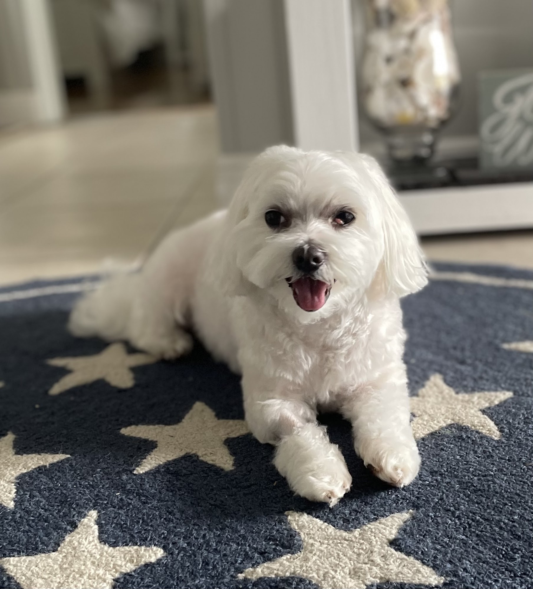 Paradise Dog Grooming Fort Pierce