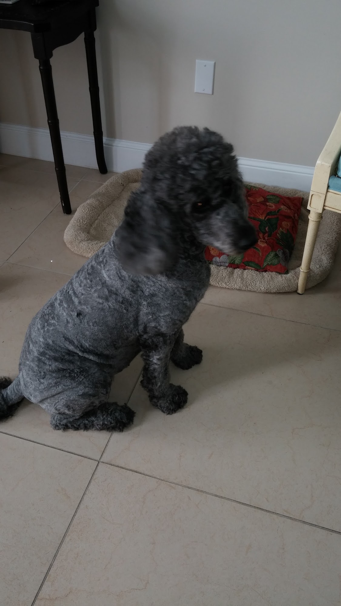 Paws Required Fort Pierce