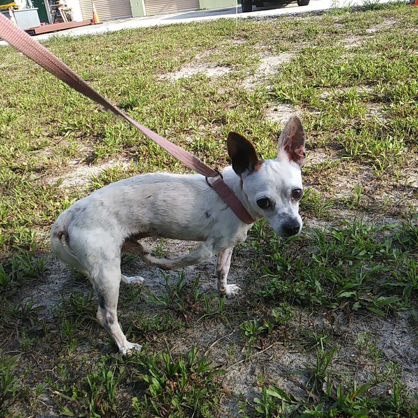 Rescue Adoption, Inc. Fort Pierce