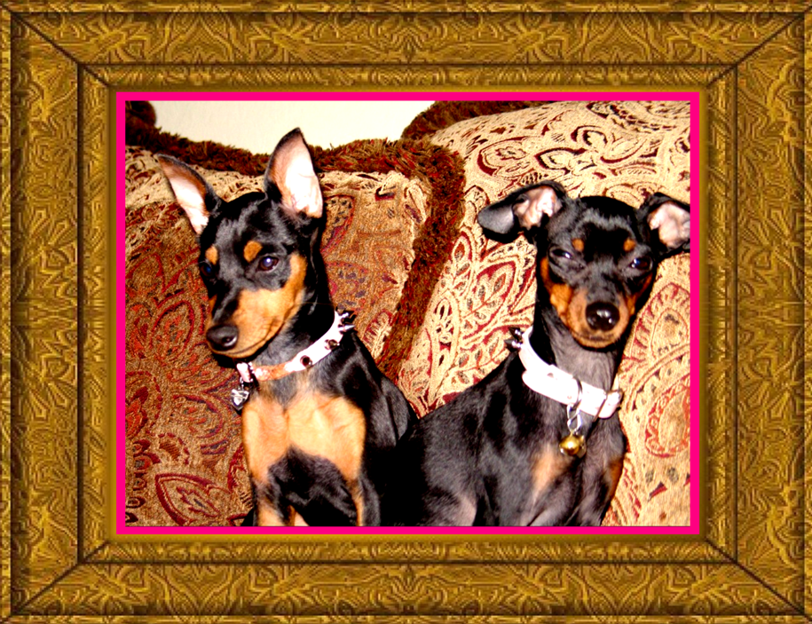 Crevasse's Pet Funeral Home Gainesville