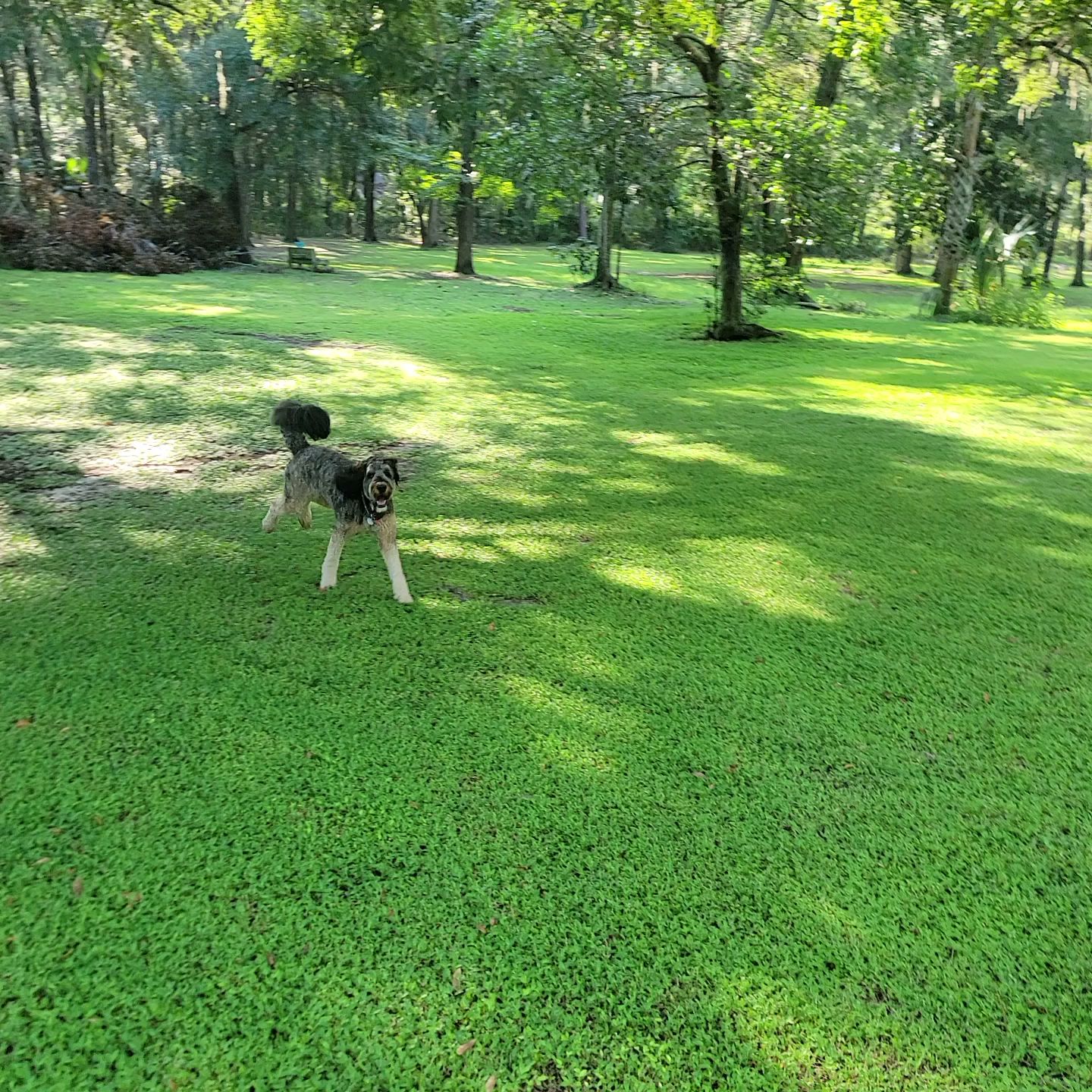 Must Love Dogs Park Gainesville
