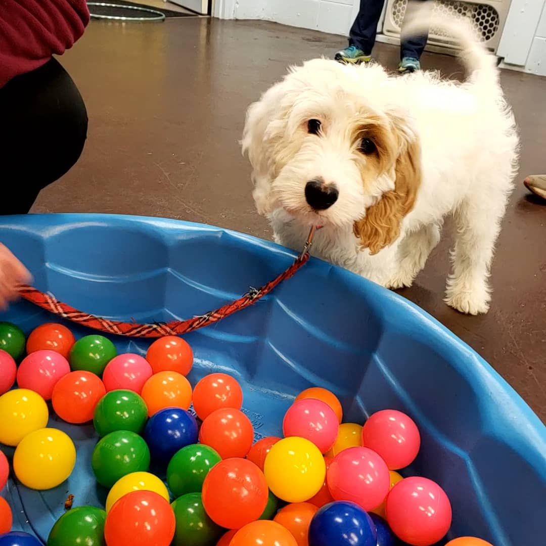 P.U.P.S. Dog Training Gainesville