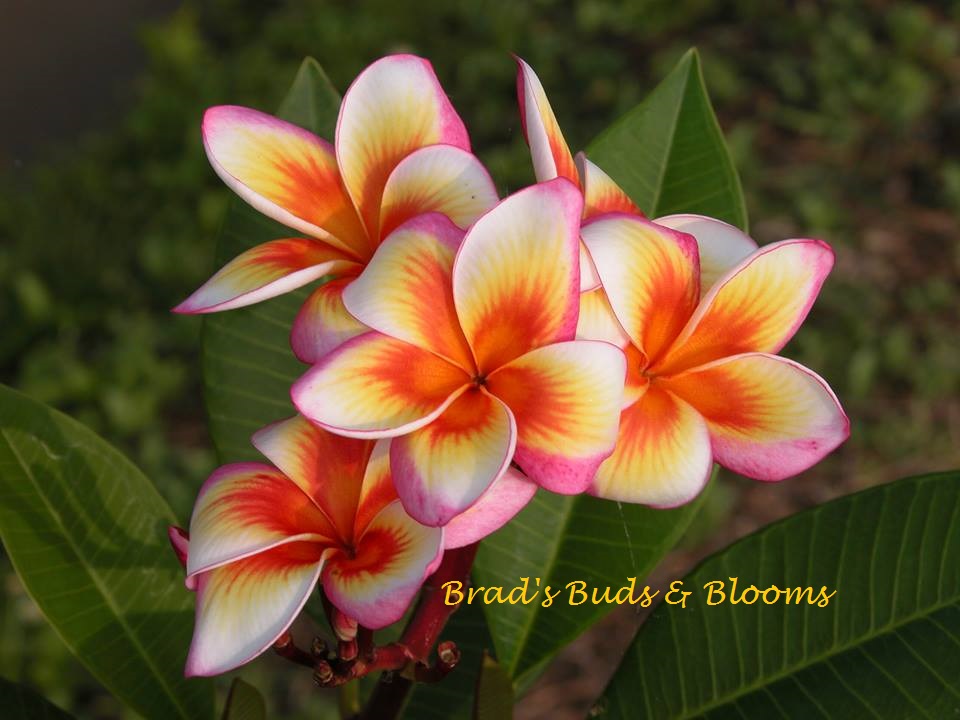 Brad's Buds & Blooms